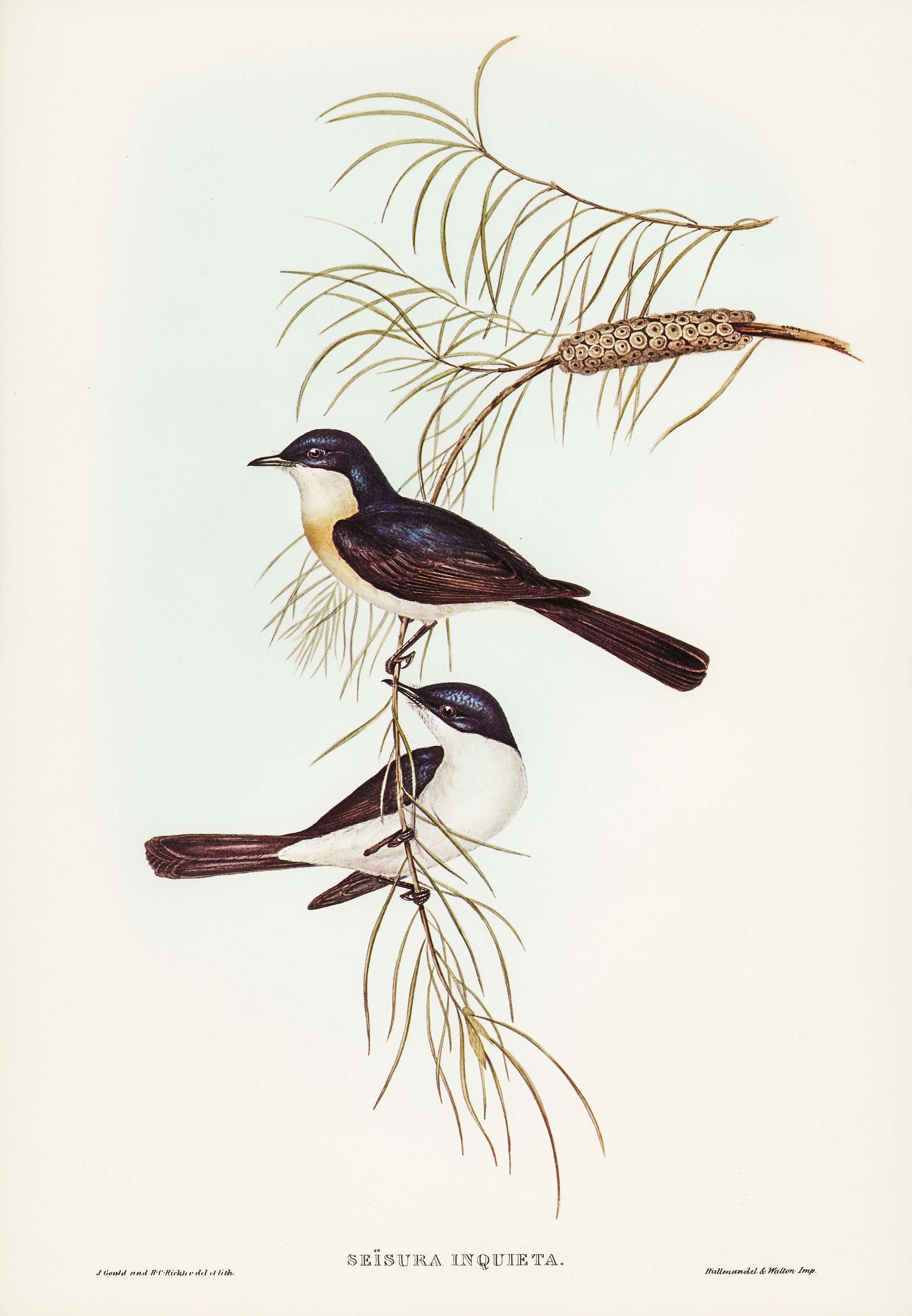 Restless Flycatcher (Seisura inquieta) illustrated by Elizabeth Gould (1804–1841) for John Gould’s (1804-1881)... Restless Flycatcher (Seisura inquieta) illustrated by Elizabeth Gould (1804–1841) for John Gould’s (1804-1881)...
