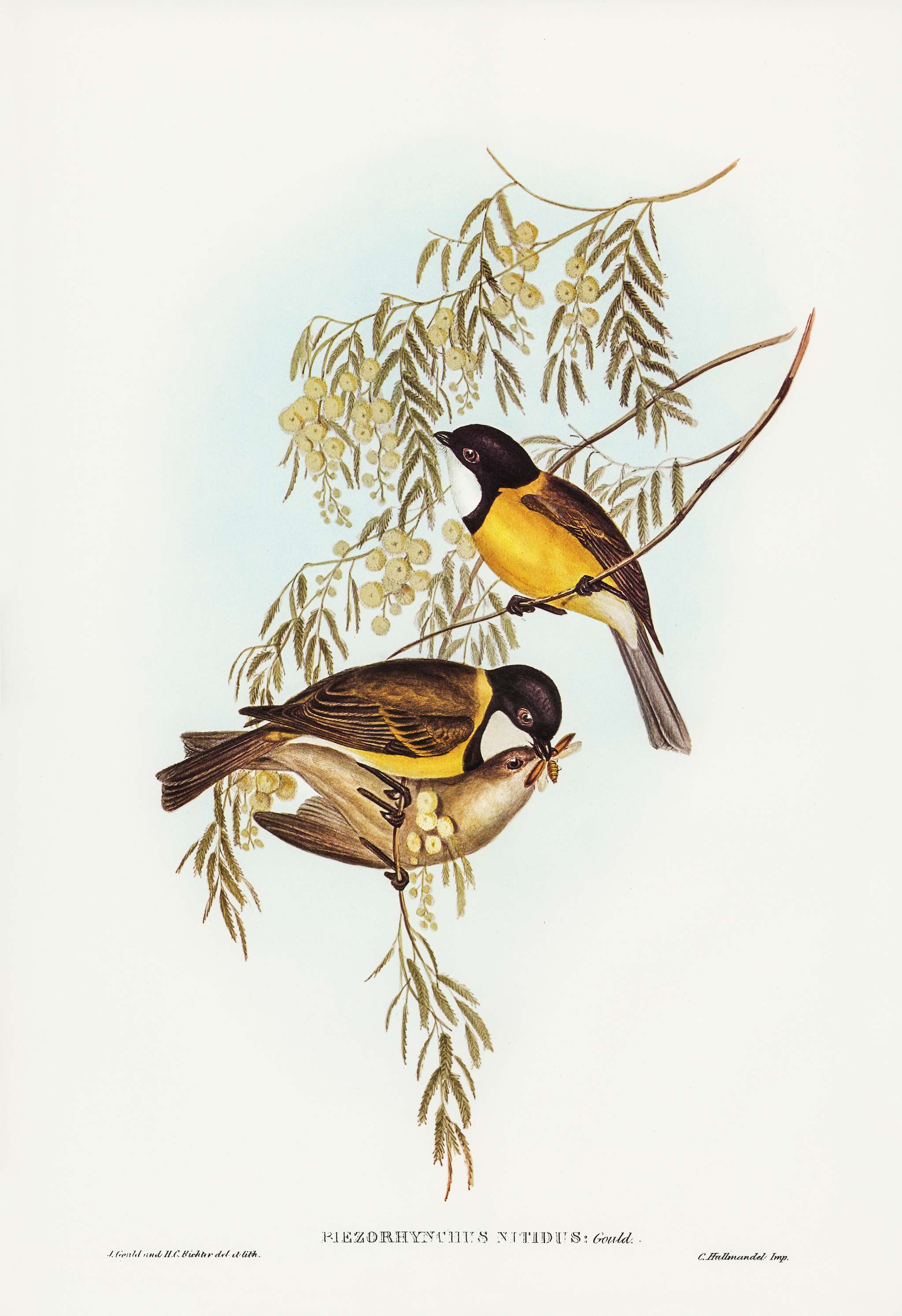 Blue Shining Flycatcher (Piezorhynchus nitidus) illustrated by Elizabeth Gould (1804–1841) for John Gould’s (... Blue Shining Flycatcher (Piezorhynchus nitidus) illustrated by Elizabeth Gould (1804–1841) for John Gould’s (...
