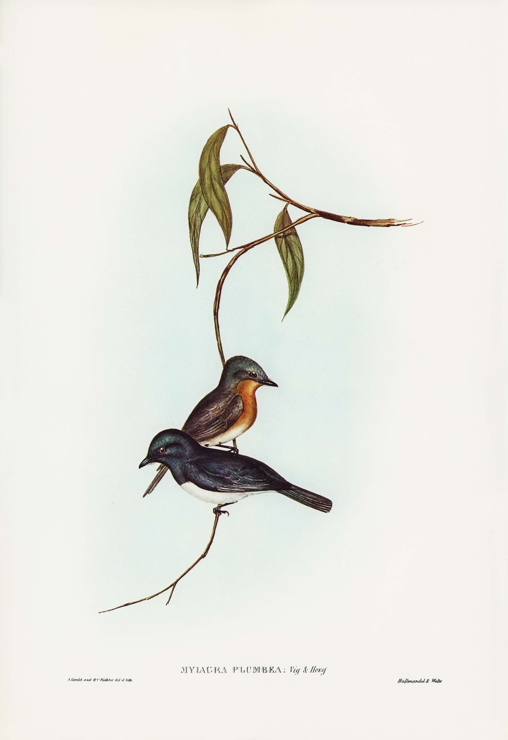 Plumbeous Flycatcher (Myiagra plumbea) illustrated by Elizabeth Gould (1804–1841) for John Gould’s (1804-1881)... Plumbeous Flycatcher (Myiagra plumbea) illustrated by Elizabeth Gould (1804–1841) for John Gould’s (1804-1881)...