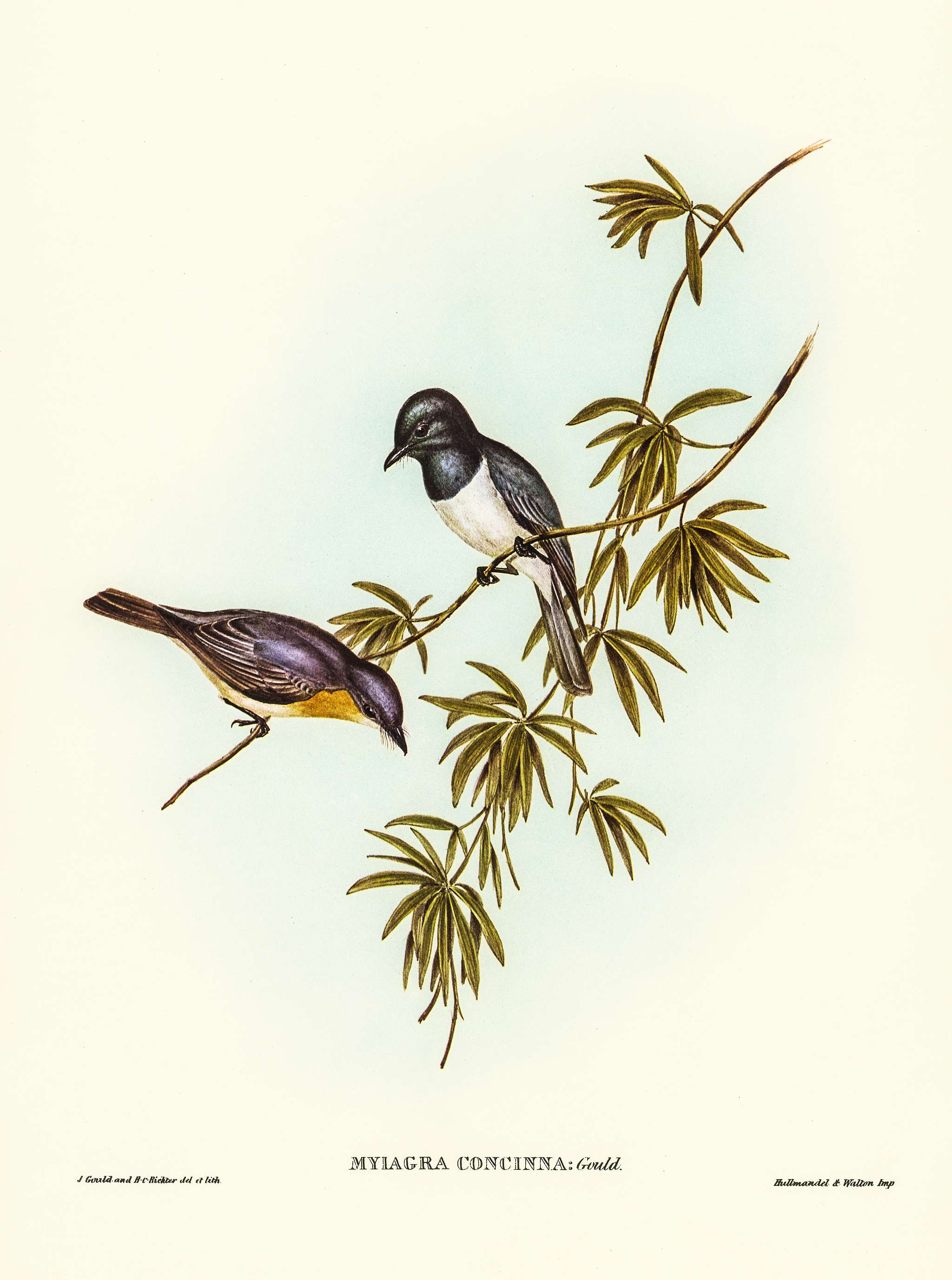 Pretty Flycatcher (Myiagra concinna) illustrated by Elizabeth Gould (1804–1841) for John Gould’s (1804-1881)... Pretty Flycatcher (Myiagra concinna) illustrated by Elizabeth Gould (1804–1841) for John Gould’s (1804-1881)...