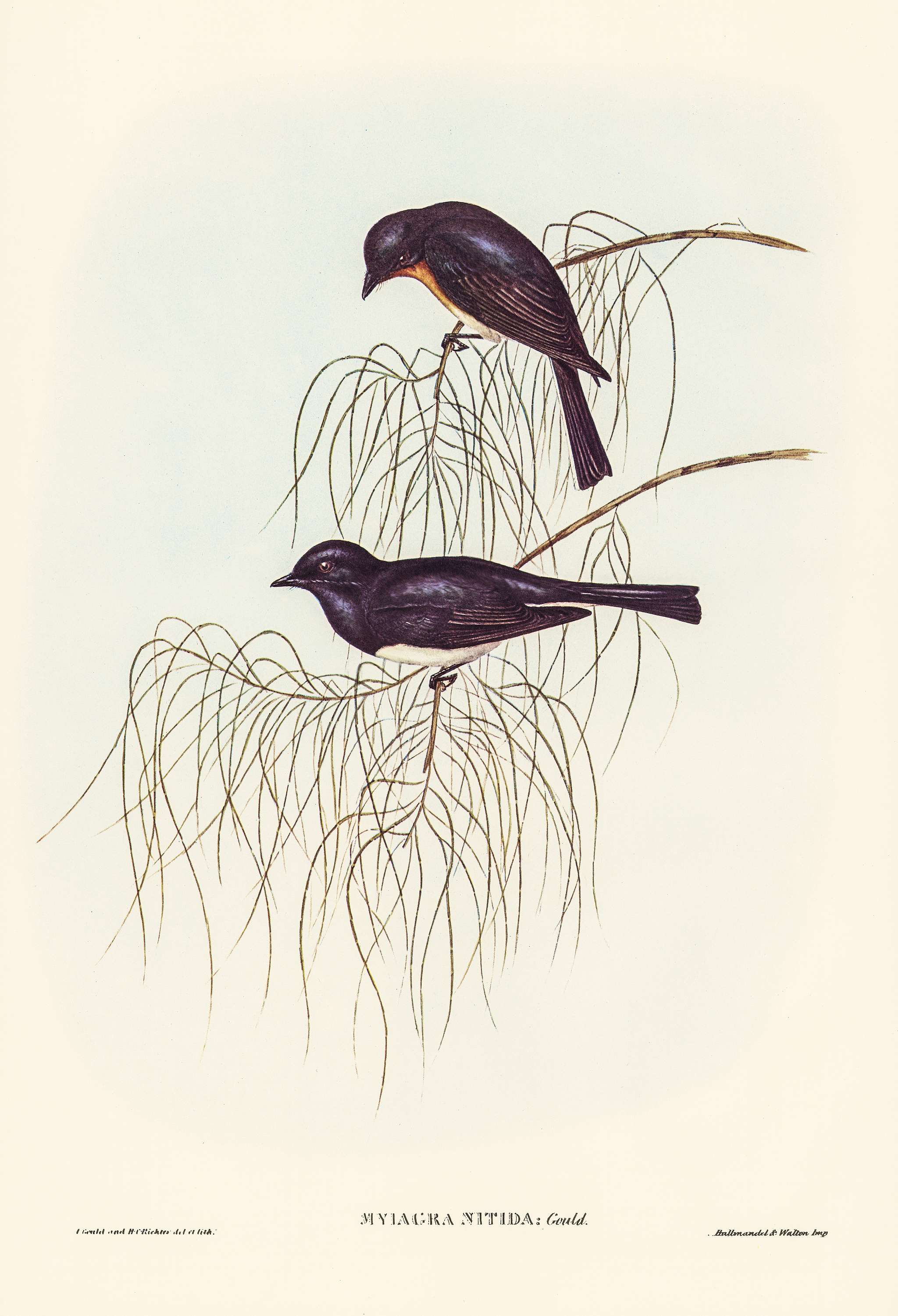 Shining Flycatcher (Myiagra nitida) illustrated by Elizabeth Gould (1804–1841) for John Gould’s (1804-1881)... Shining Flycatcher (Myiagra nitida) illustrated by Elizabeth Gould (1804–1841) for John Gould’s (1804-1881)...