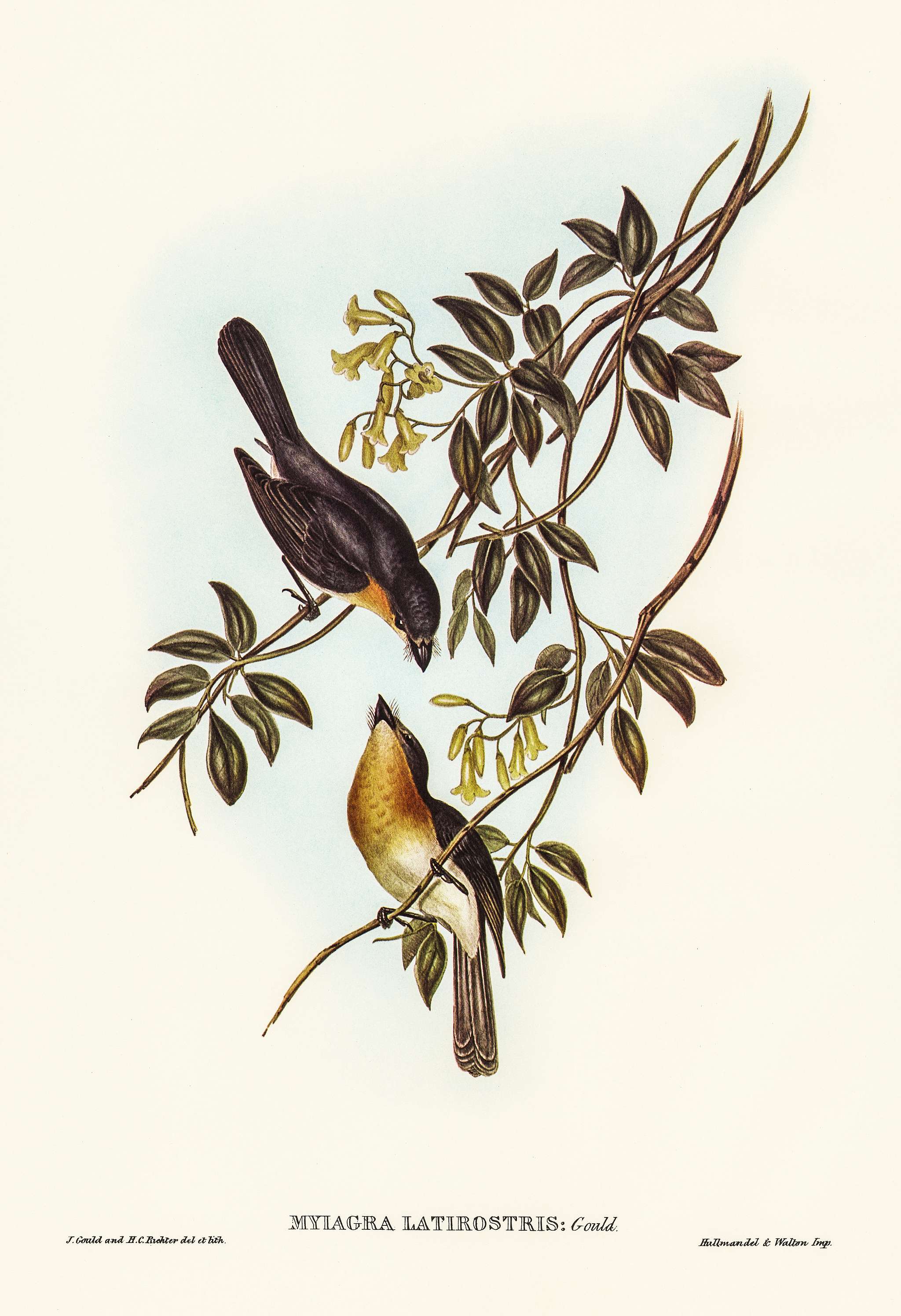 Broad-billed Flycatcher (Myiagra latirostris) illustrated by Elizabeth Gould (1804–1841) for John Gould’s (1804-... Broad-billed Flycatcher (Myiagra latirostris) illustrated by Elizabeth Gould (1804–1841) for John Gould’s (1804-...
