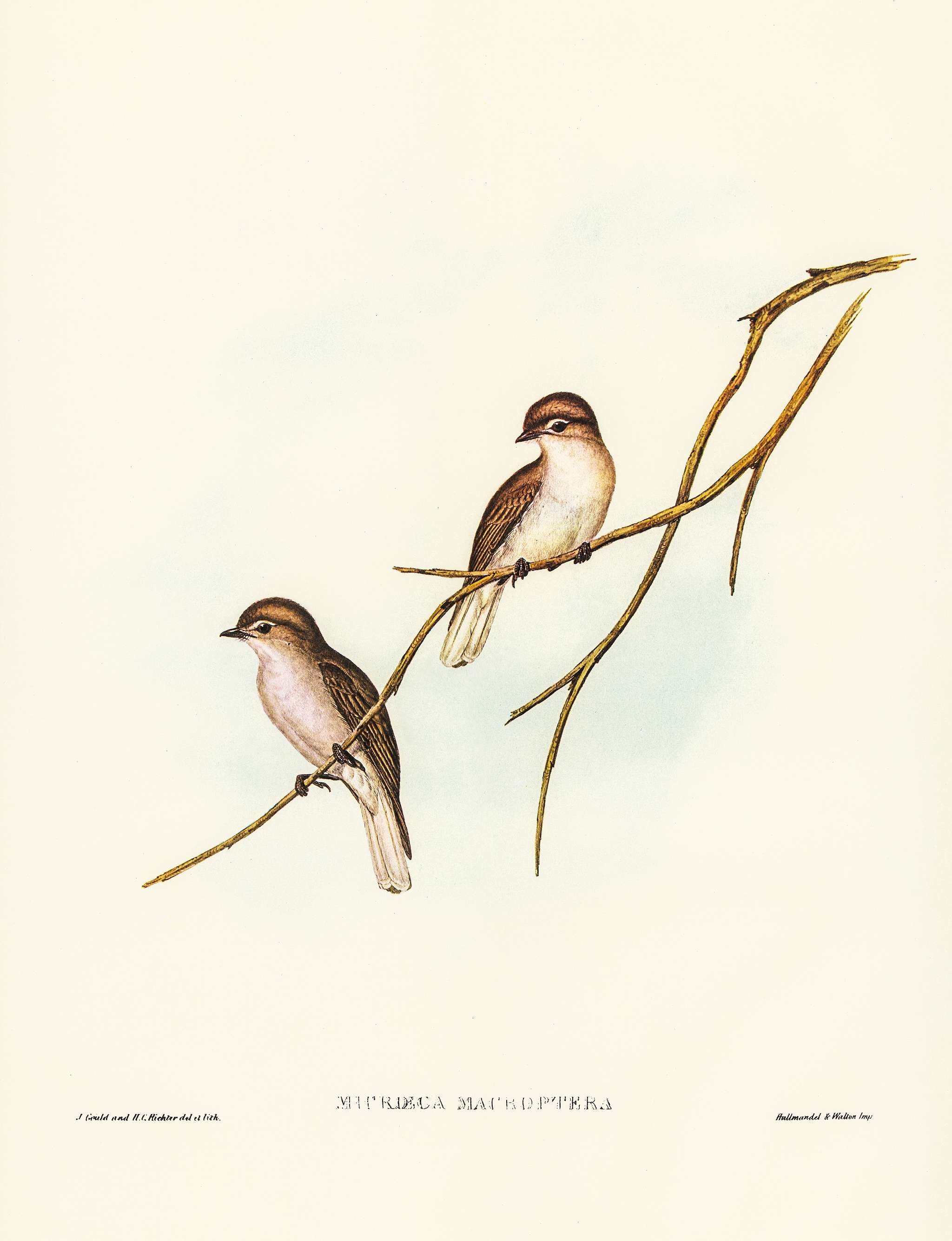 Great-winged Flycatcher (Microeca macroptera) illustrated by Elizabeth Gould (1804–1841) for John Gould’s (1804-... Great-winged Flycatcher (Microeca macroptera) illustrated by Elizabeth Gould (1804–1841) for John Gould’s (1804-...