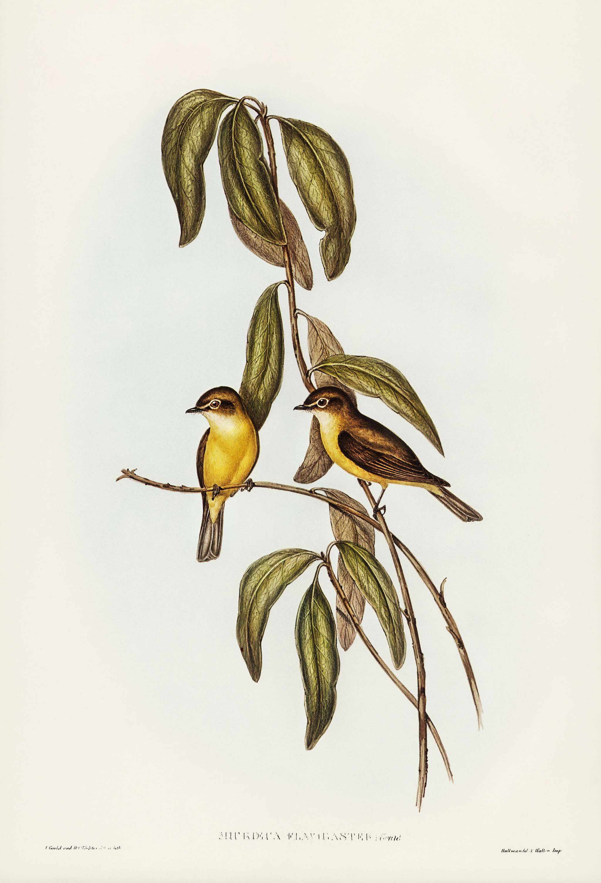 Yellow-bellied flycatcher (Microeca flavigaster) illustrated by Elizabeth Gould (1804–1841) for John Gould’s (... Yellow-bellied flycatcher (Microeca flavigaster) illustrated by Elizabeth Gould (1804–1841) for John Gould’s (...