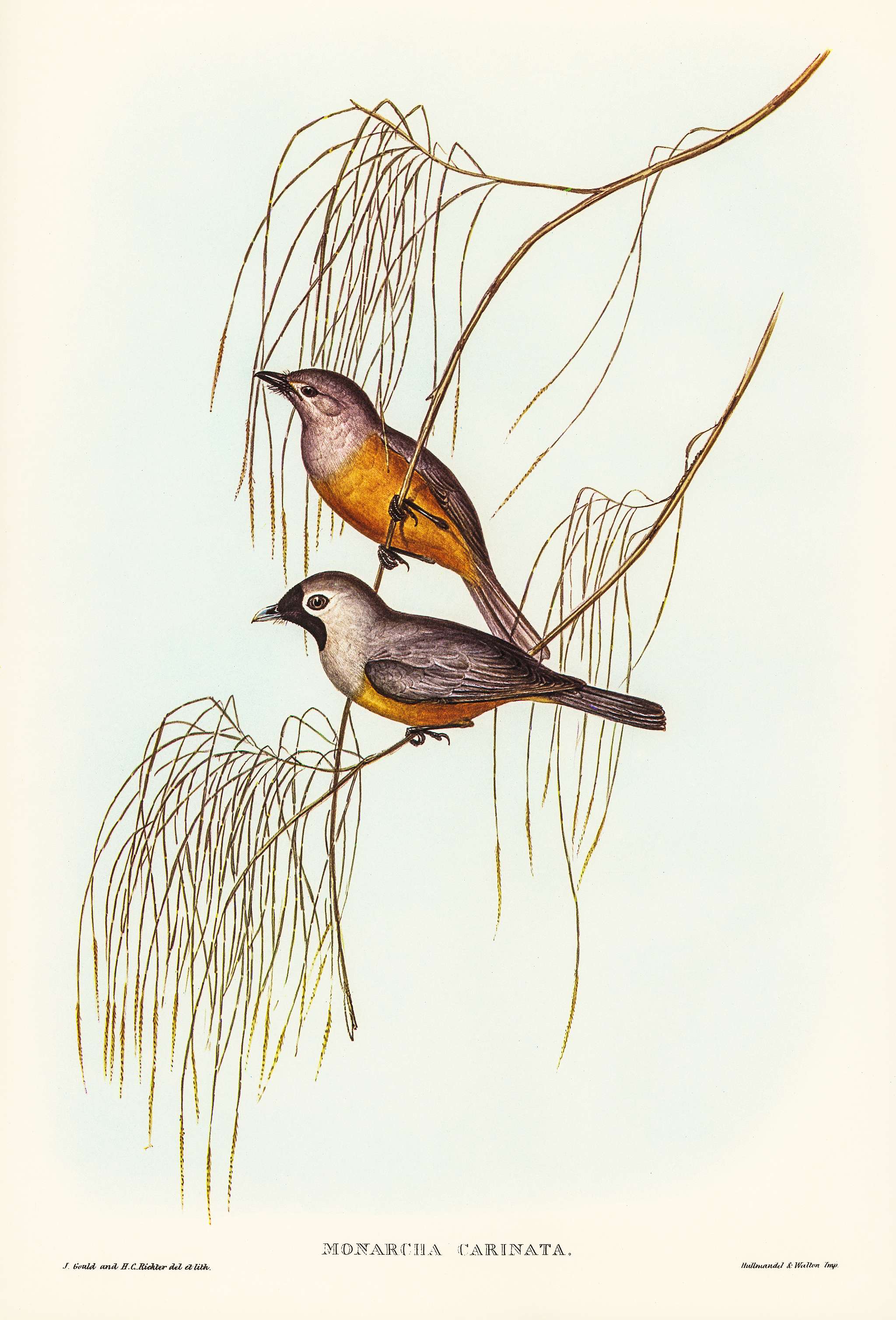 Carinated Flycatcher (Monarcha carinata) illustrated by Elizabeth Gould (1804–1841) for John Gould’s (1804-1881... Carinated Flycatcher (Monarcha carinata) illustrated by Elizabeth Gould (1804–1841) for John Gould’s (1804-1881...