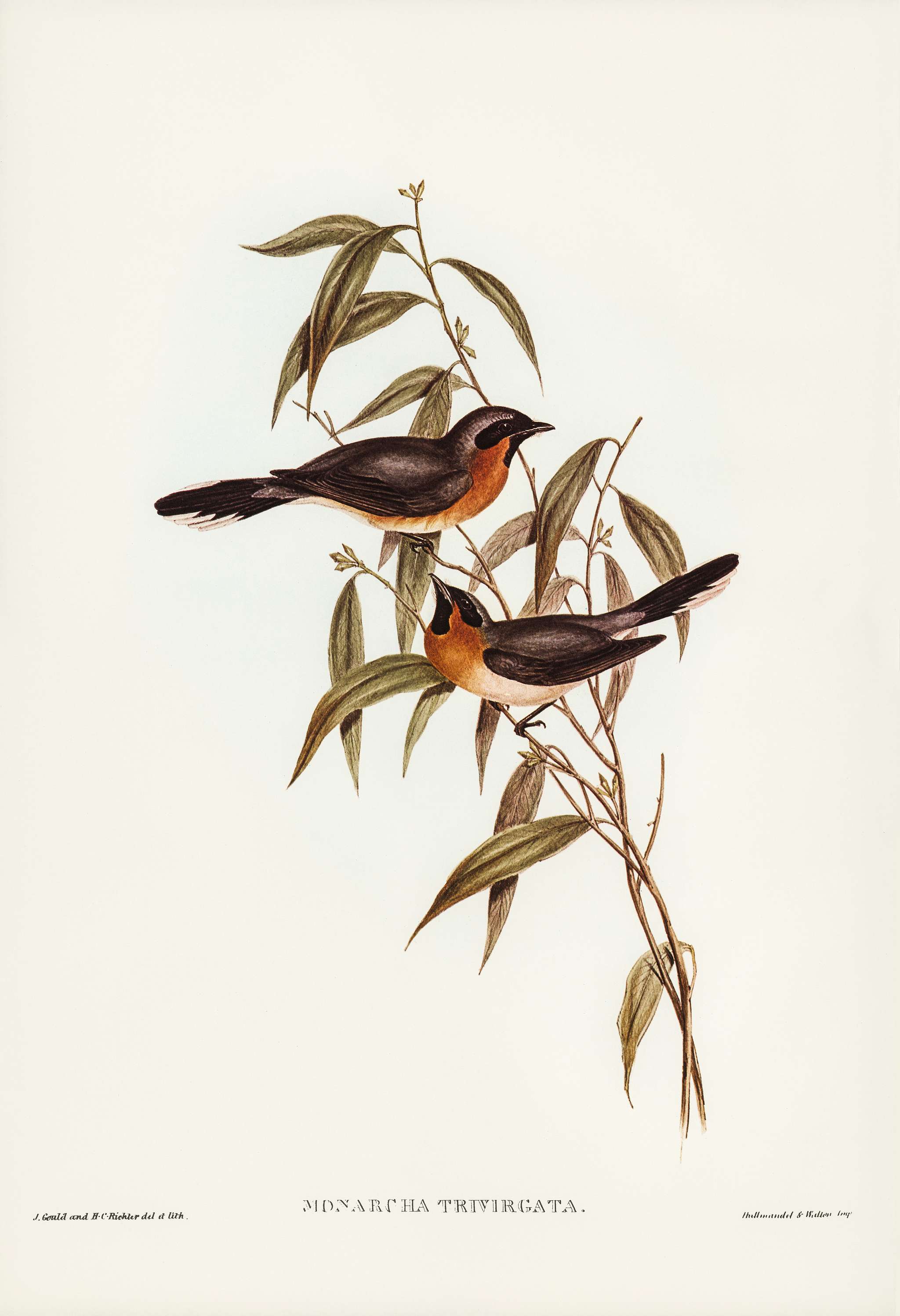 Black-fronted Flycatcher (Monarcha trivirgata) illustrated by Elizabeth Gould (1804–1841) for John Gould’s (1804... Black-fronted Flycatcher (Monarcha trivirgata) illustrated by Elizabeth Gould (1804–1841) for John Gould’s (1804...