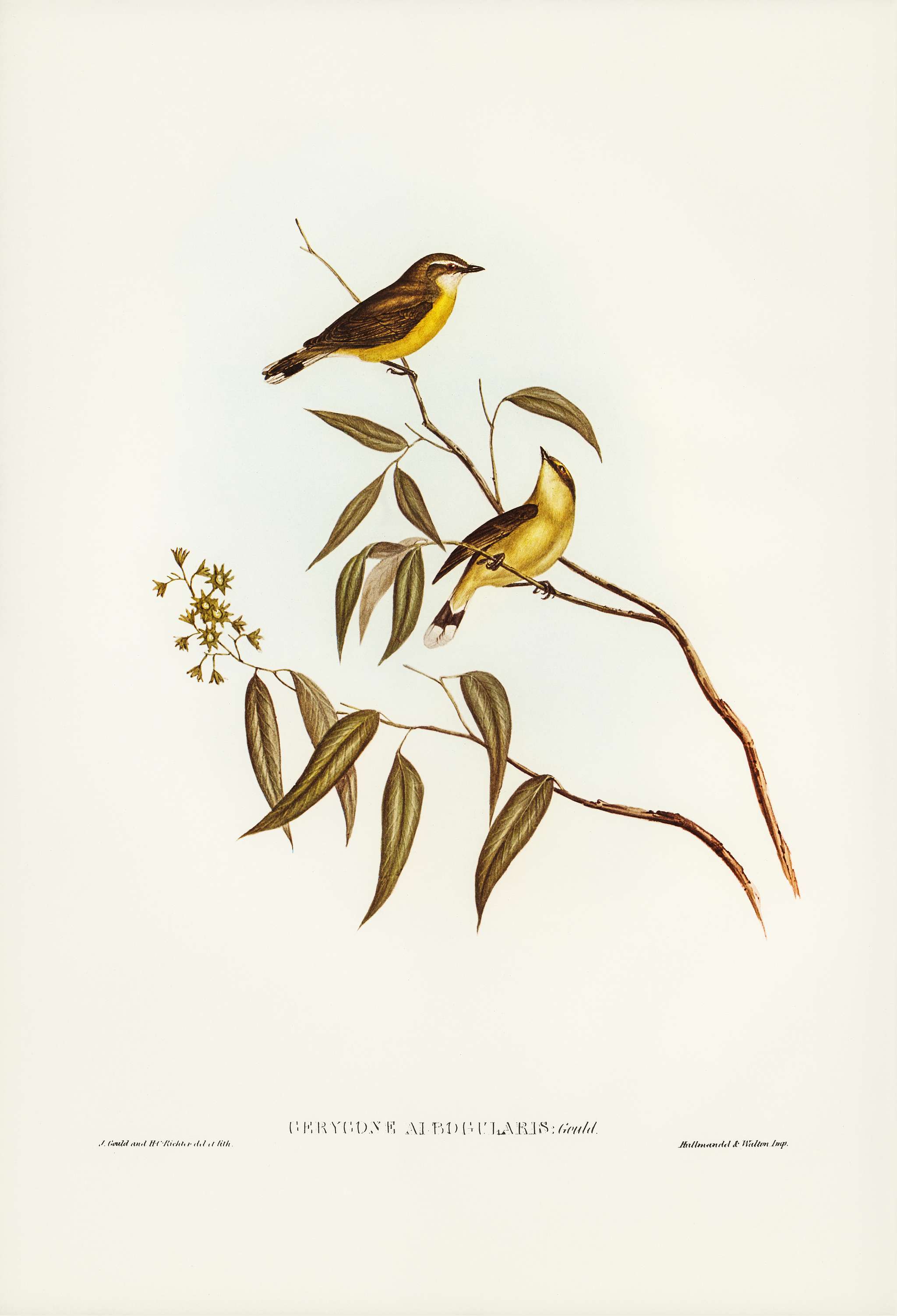 White-throated Gerygone (Gerygone albogularis) illustrated by Elizabeth Gould (1804–1841) for John Gould’s (1804... White-throated Gerygone (Gerygone albogularis) illustrated by Elizabeth Gould (1804–1841) for John Gould’s (1804...