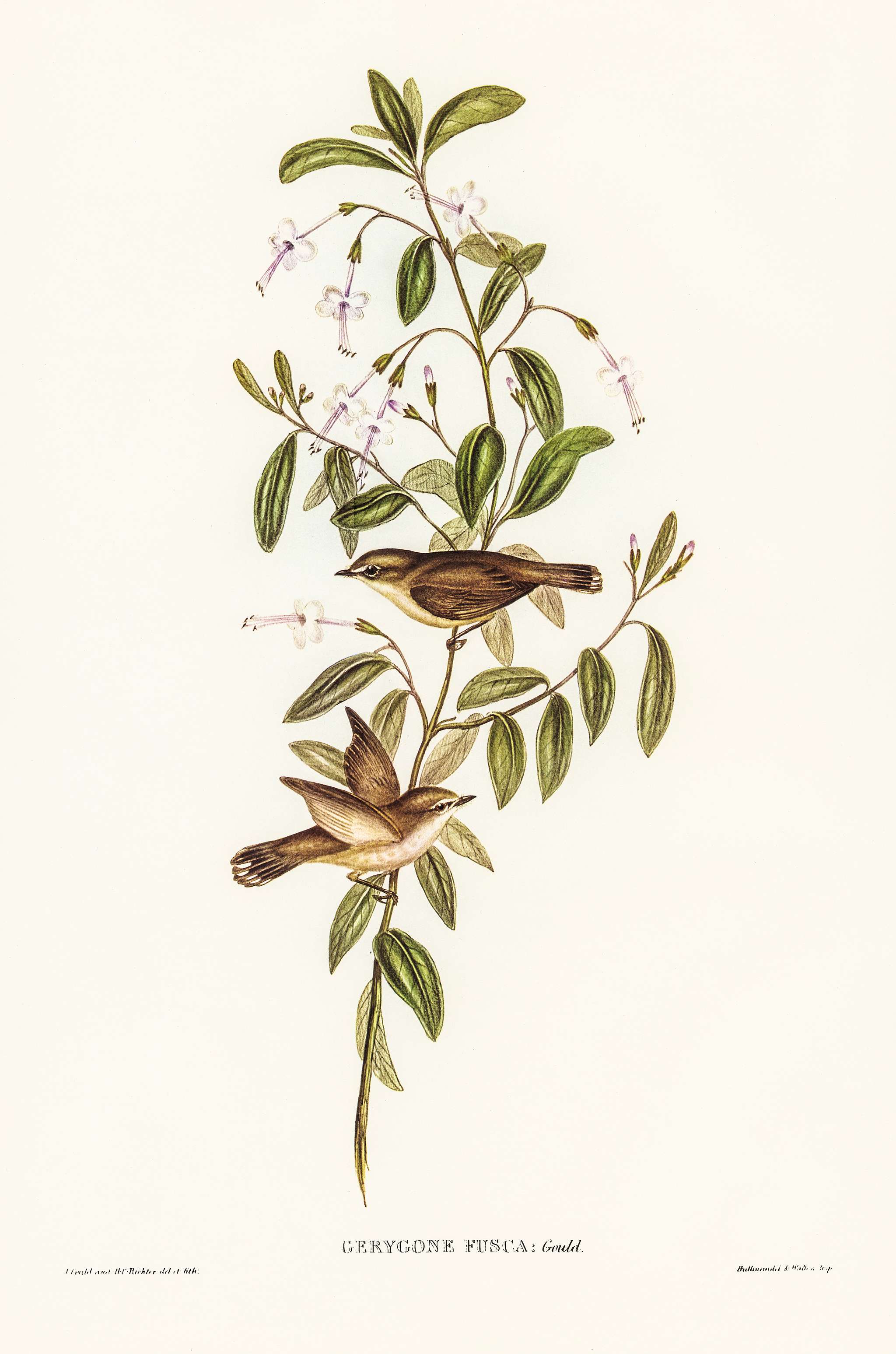 Fuscous Gerygone (Gerygone fuscus) illustrated by Elizabeth Gould (1804–1841) for John Gould’s (1804-1881) Birds... Fuscous Gerygone (Gerygone fuscus) illustrated by Elizabeth Gould (1804–1841) for John Gould’s (1804-1881) Birds...