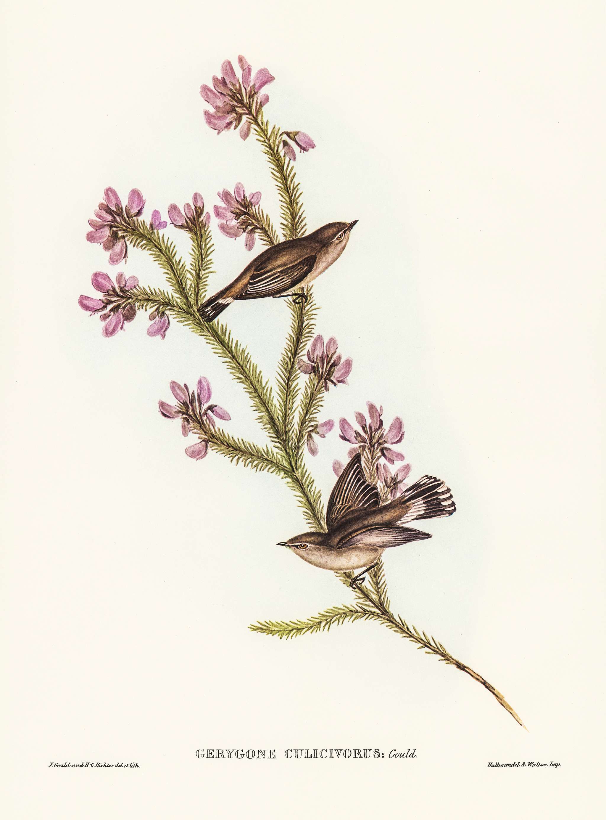 Western Gerygone (Gerygone culicivorus) illustrated by Elizabeth Gould (1804–1841) for John Gould’s (1804-1881)... Western Gerygone (Gerygone culicivorus) illustrated by Elizabeth Gould (1804–1841) for John Gould’s (1804-1881)...