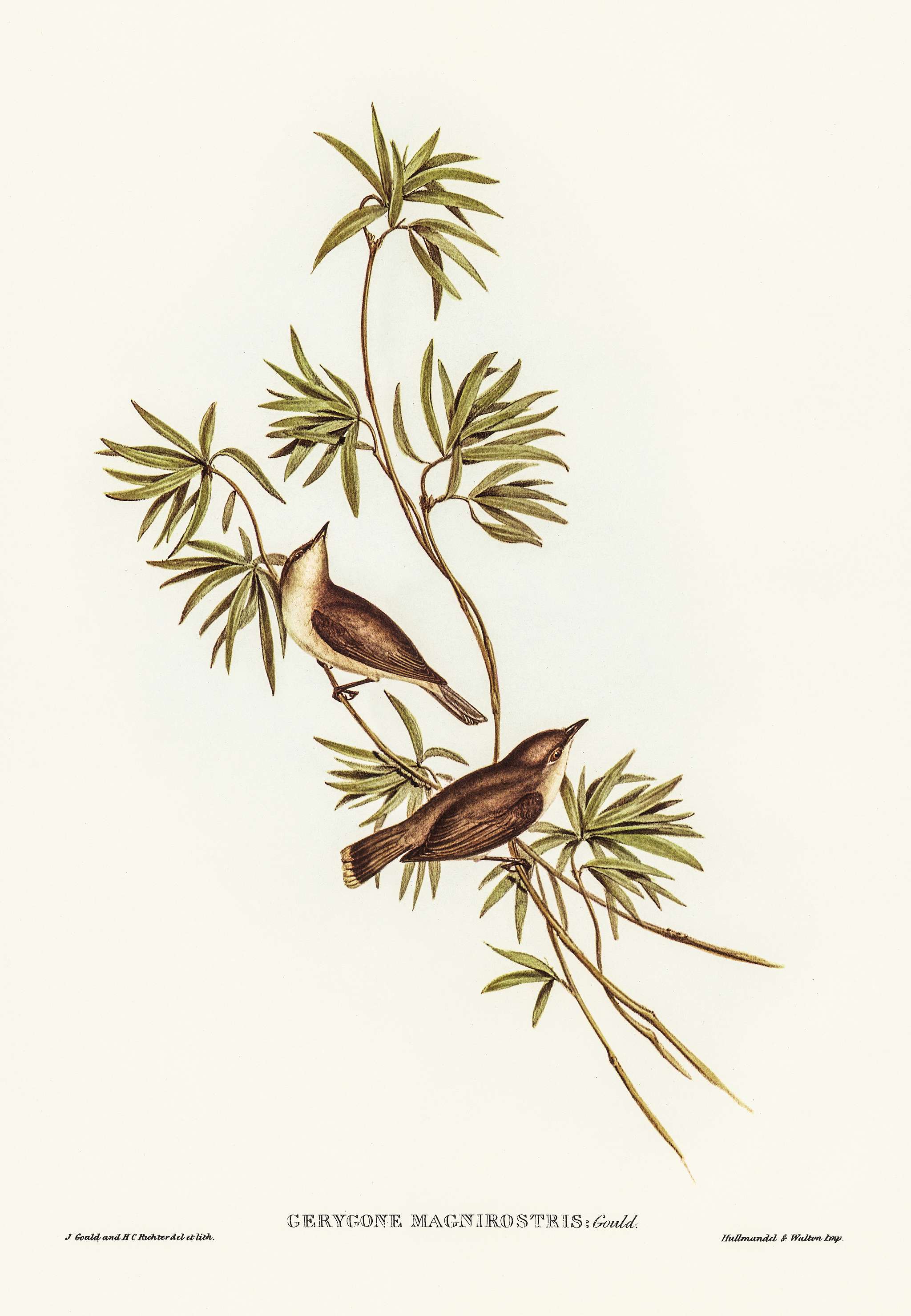 Great-billed Gerygone (Gerygone magnirostris) illustrated by Elizabeth Gould (1804–1841) for John Gould’s (1804-... Great-billed Gerygone (Gerygone magnirostris) illustrated by Elizabeth Gould (1804–1841) for John Gould’s (1804-...