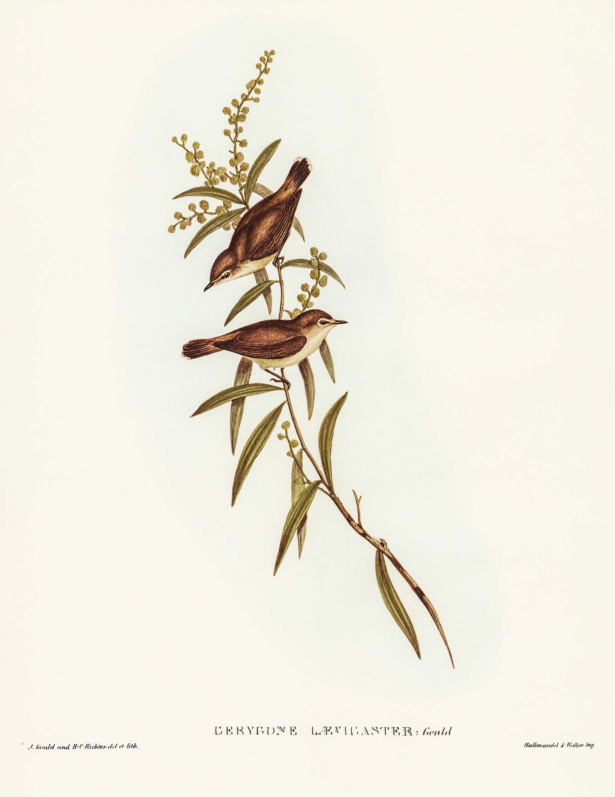 Buff-breasted Gerygone (Gerygone laevigaster)illustrated by Elizabeth Gould (1804–1841) for John Gould’s (1804-... Buff-breasted Gerygone (Gerygone laevigaster)illustrated by Elizabeth Gould (1804–1841) for John Gould’s (1804-...