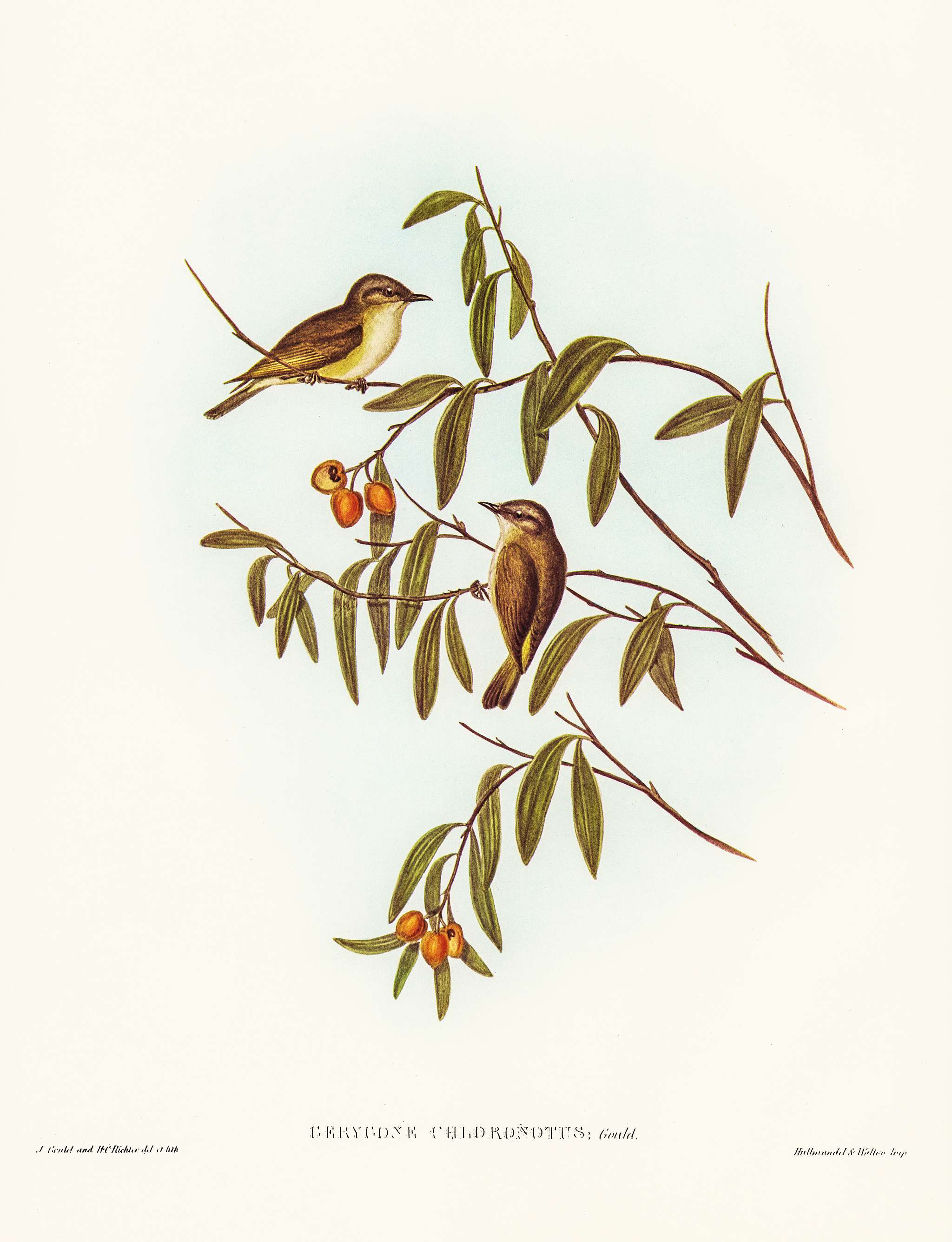 Green-backed Gerygone (Gerygone chloronotus) illustrated by Elizabeth Gould (1804–1841) for John Gould’s (1804-... Green-backed Gerygone (Gerygone chloronotus) illustrated by Elizabeth Gould (1804–1841) for John Gould’s (1804-...