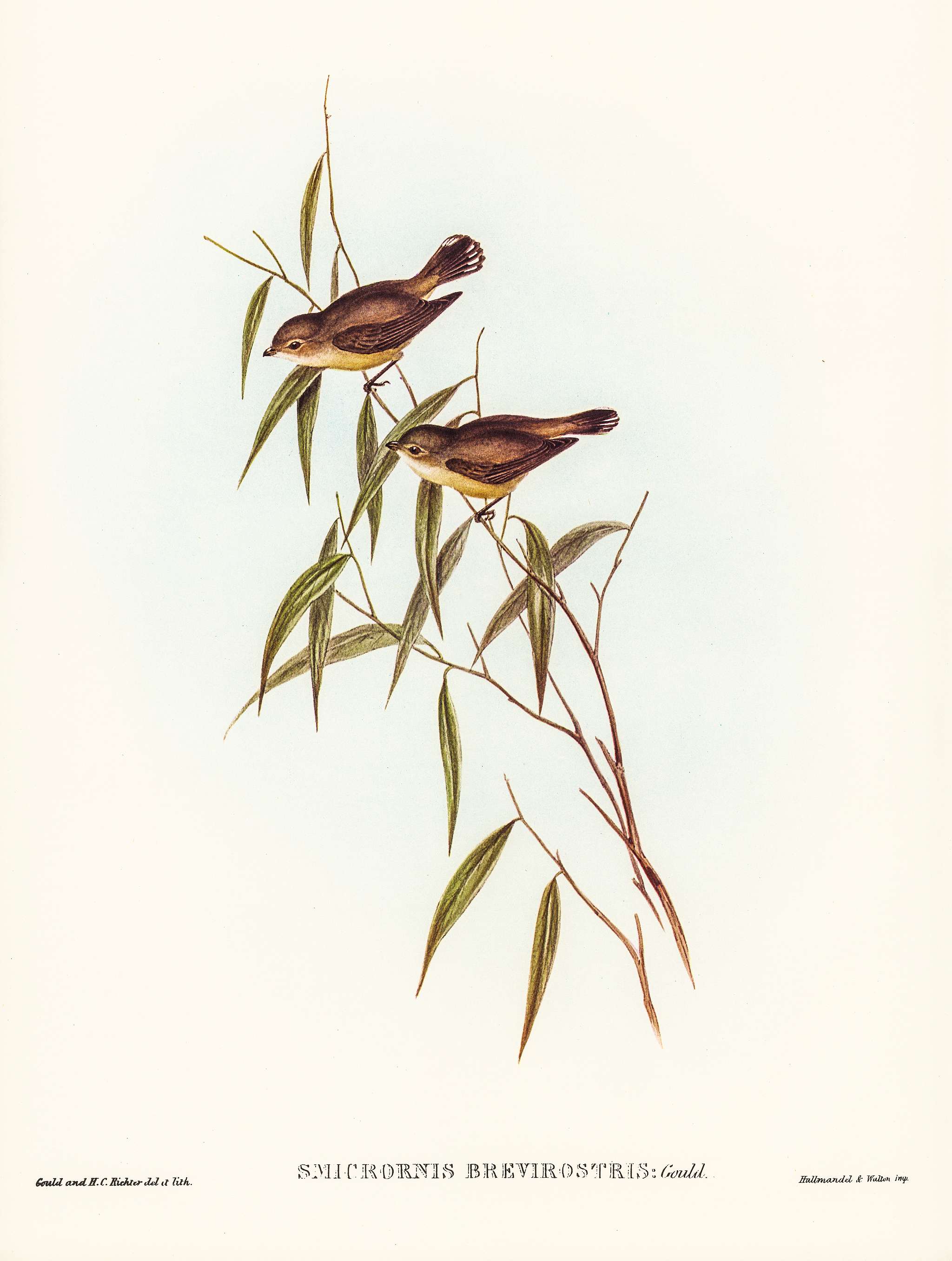 Short-billed tree tit (Smicrornis brevirostris) illustrated by Elizabeth Gould (1804–1841) for John Gould’s (... Short-billed tree tit (Smicrornis brevirostris) illustrated by Elizabeth Gould (1804–1841) for John Gould’s (...