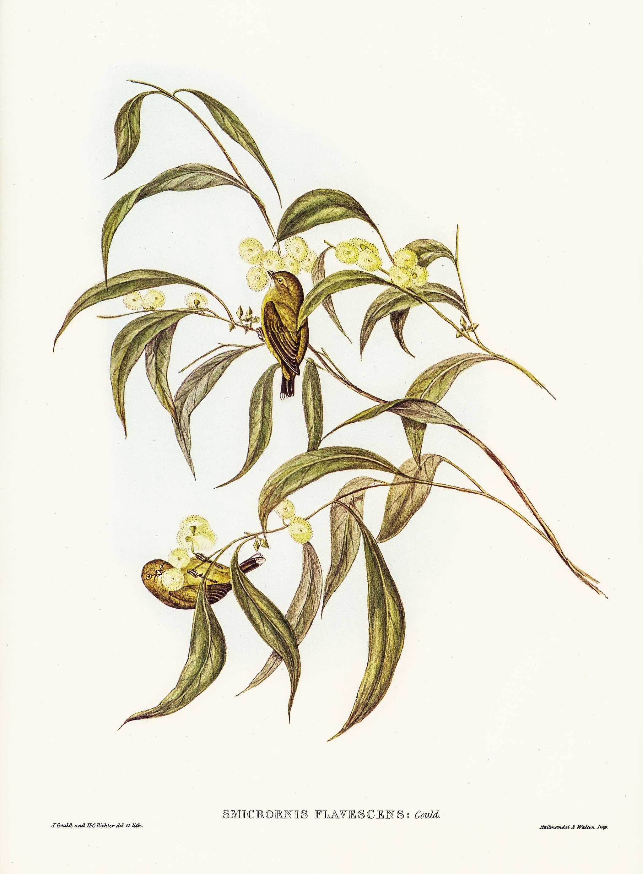 Yellow Weebill (Smicrornis flavescens) illustrated by Elizabeth Gould (1804–1841) for John Gould’s (1804-1881)... Yellow Weebill (Smicrornis flavescens) illustrated by Elizabeth Gould (1804–1841) for John Gould’s (1804-1881)...