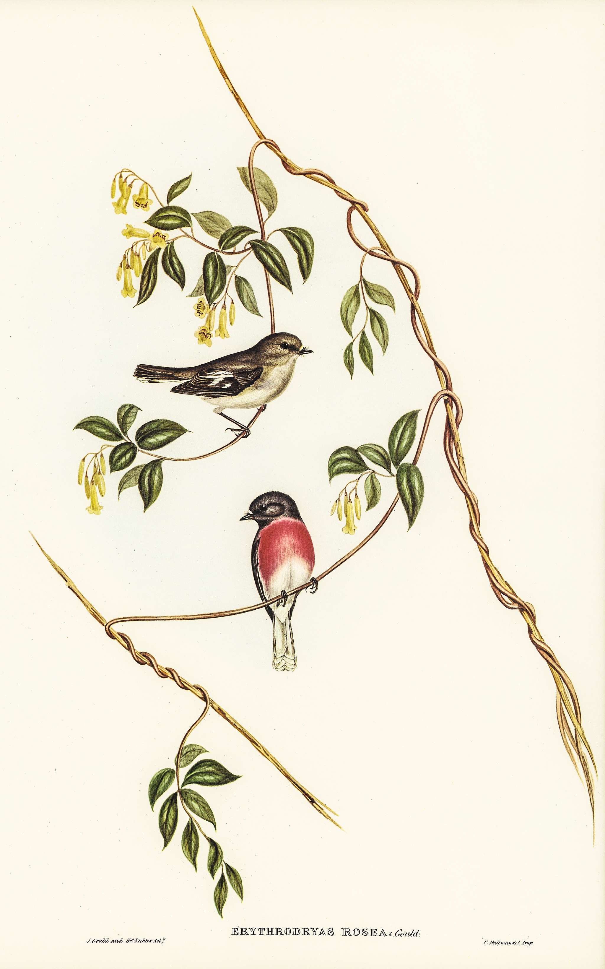 Rose-breasted Wood-robin (Erythrodryas rosea) illustrated by Elizabeth Gould (1804–1841) for John Gould’s (1804-... Rose-breasted Wood-robin (Erythrodryas rosea) illustrated by Elizabeth Gould (1804–1841) for John Gould’s (1804-...