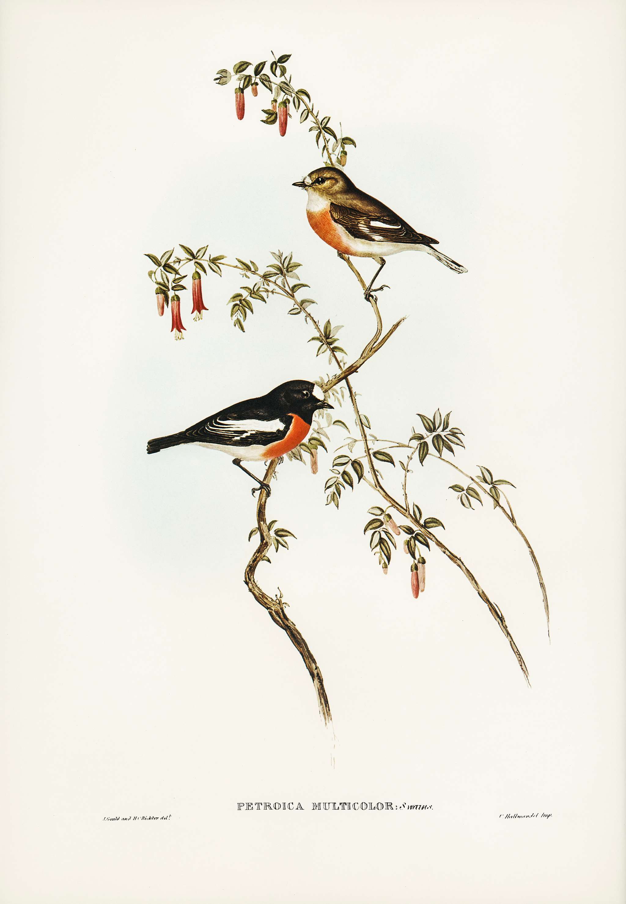 Scarlet-breasted Robin (Petroica multicolor) illustrated by Elizabeth Gould (1804–1841) for John Gould’s (1804-... Scarlet-breasted Robin (Petroica multicolor) illustrated by Elizabeth Gould (1804–1841) for John Gould’s (1804-...