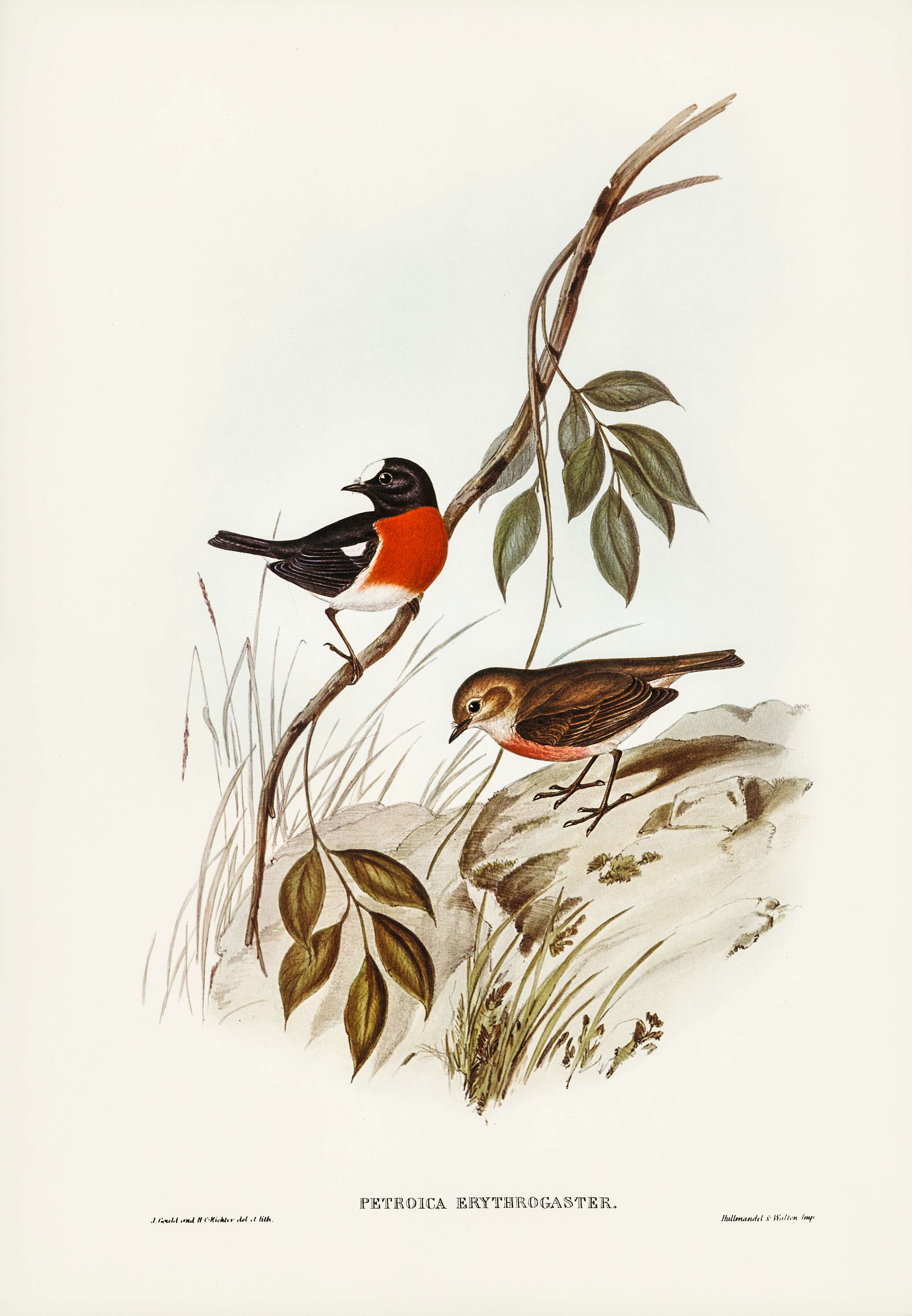 Norfolk Island Robin (Petroica erythrogastra) illustrated by Elizabeth Gould (1804–1841) for John Gould’s (1804-... Norfolk Island Robin (Petroica erythrogastra) illustrated by Elizabeth Gould (1804–1841) for John Gould’s (1804-...