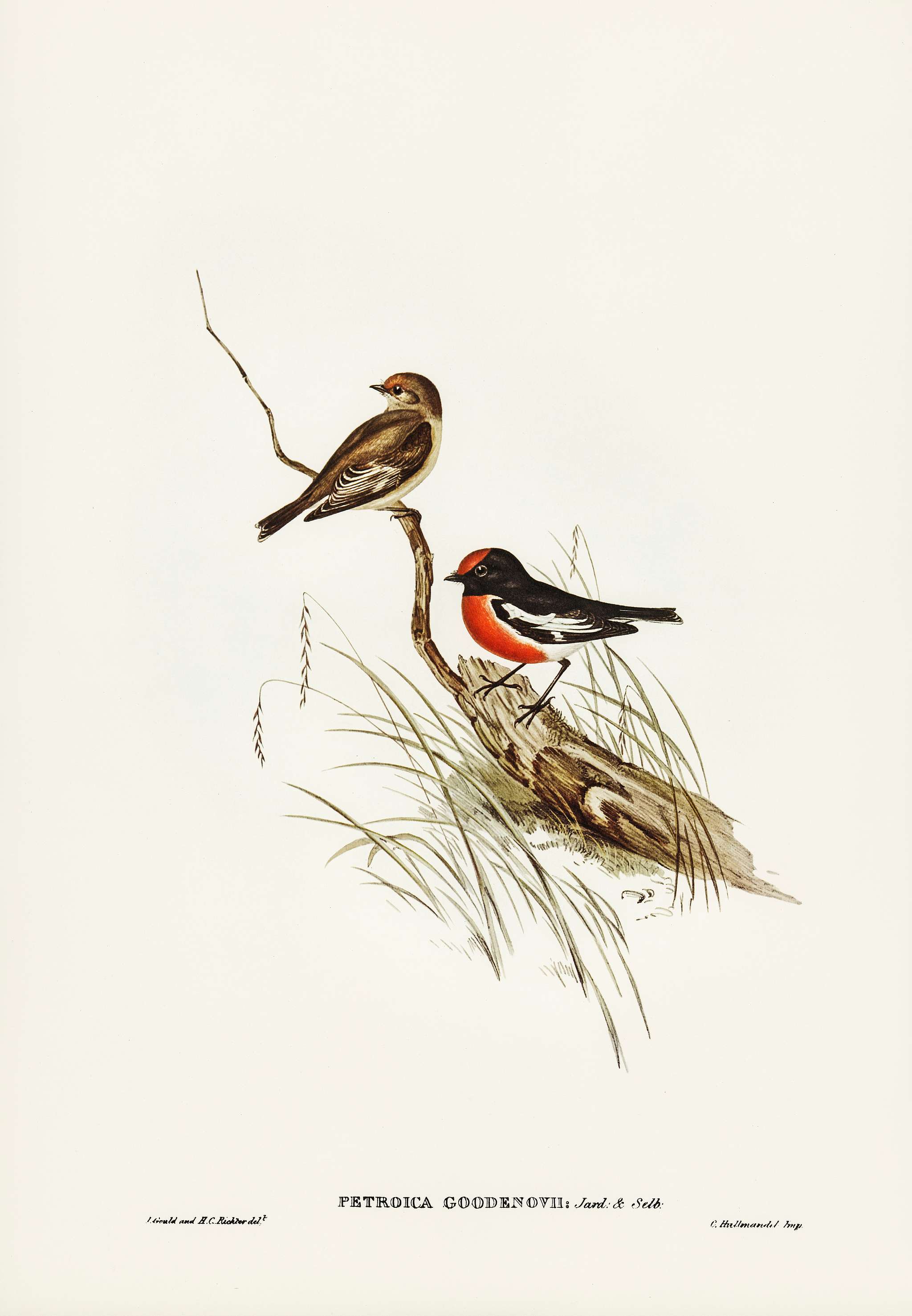 Red-capped Robin (Petroica Goodenovii) illustrated by Elizabeth Gould (1804–1841) for John Gould’s (1804-1881)... Red-capped Robin (Petroica Goodenovii) illustrated by Elizabeth Gould (1804–1841) for John Gould’s (1804-1881)...