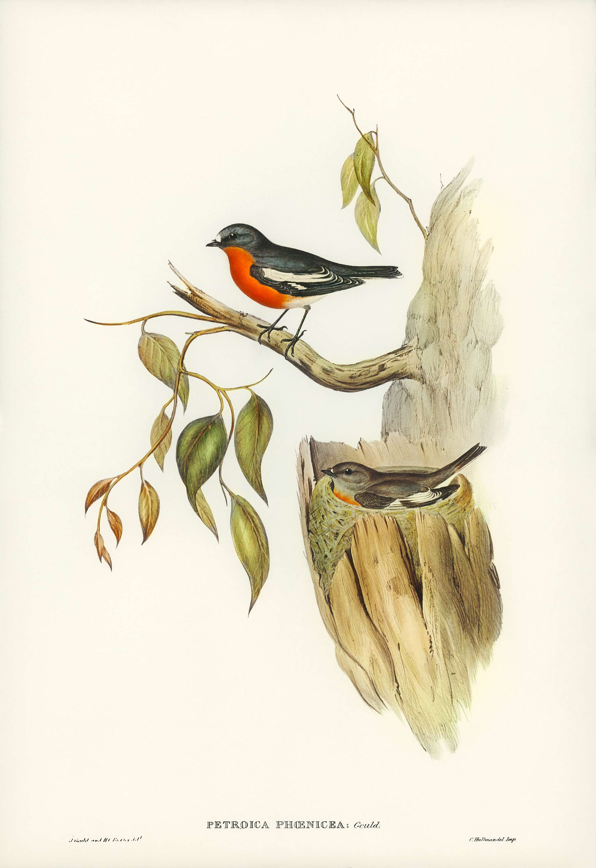 Flame-breasted Robin (Petroica phoenicea) illustrated by Elizabeth Gould (1804–1841) for John Gould’s (1804-1881... Flame-breasted Robin (Petroica phoenicea) illustrated by Elizabeth Gould (1804–1841) for John Gould’s (1804-1881...