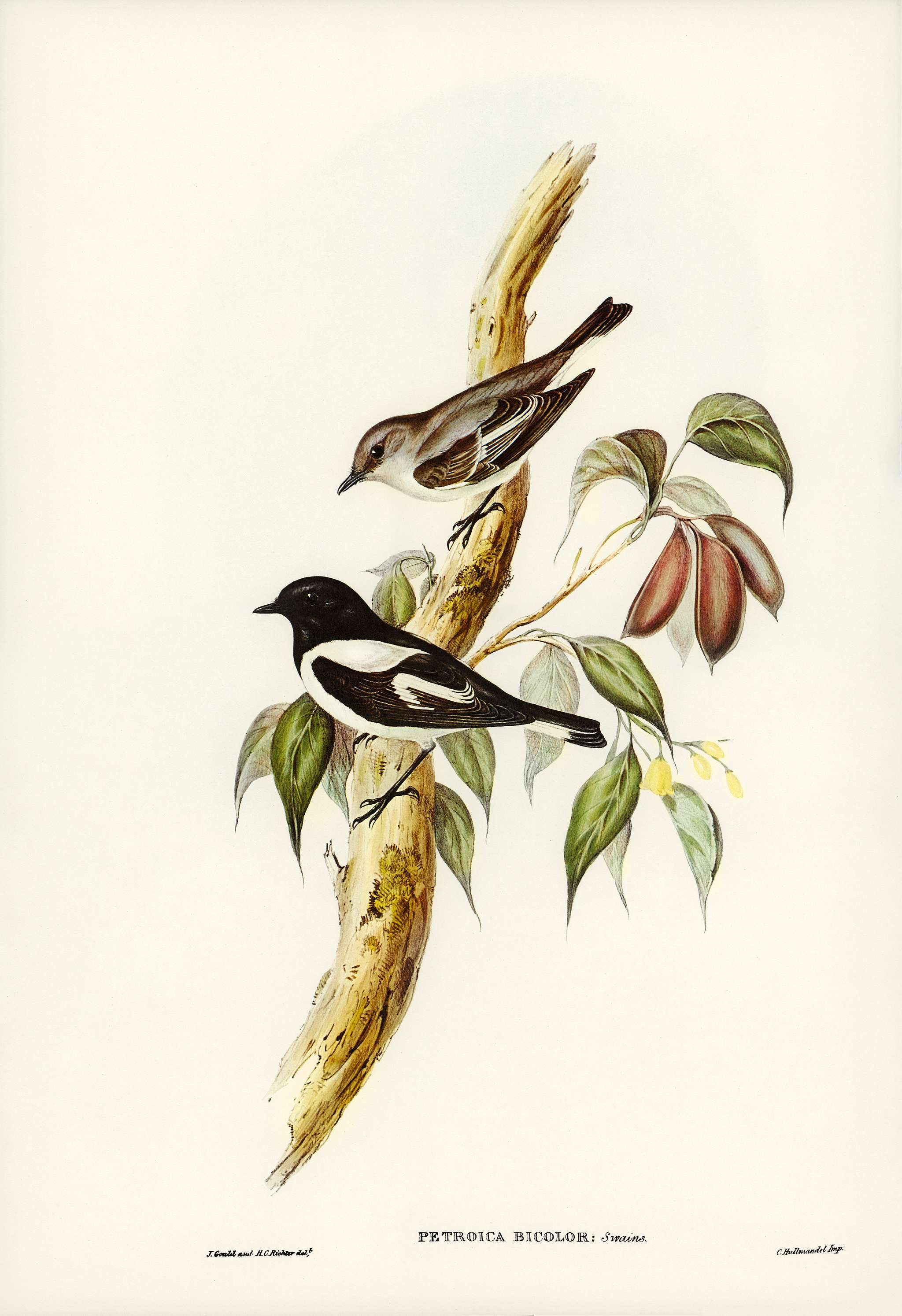 Pied Robin (Petroica bicolor, Swains) illustrated by Elizabeth Gould (1804–1841) for John Gould’s (1804-1881)... Pied Robin (Petroica bicolor, Swains) illustrated by Elizabeth Gould (1804–1841) for John Gould’s (1804-1881)...