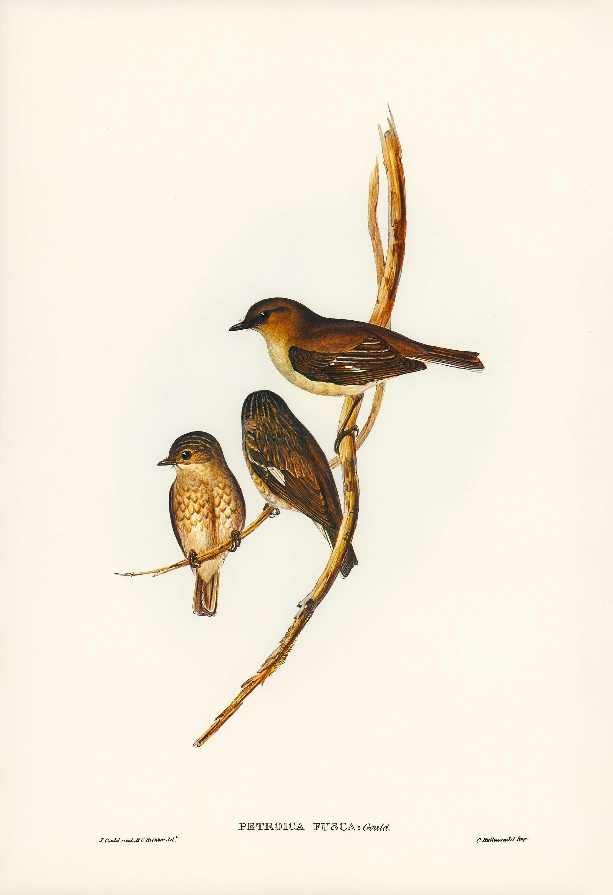 Dusky Robin (Petroica fusca) illustrated by Elizabeth Gould (1804–1841) for John Gould’s (1804-1881) Birds of... Dusky Robin (Petroica fusca) illustrated by Elizabeth Gould (1804–1841) for John Gould’s (1804-1881) Birds of...