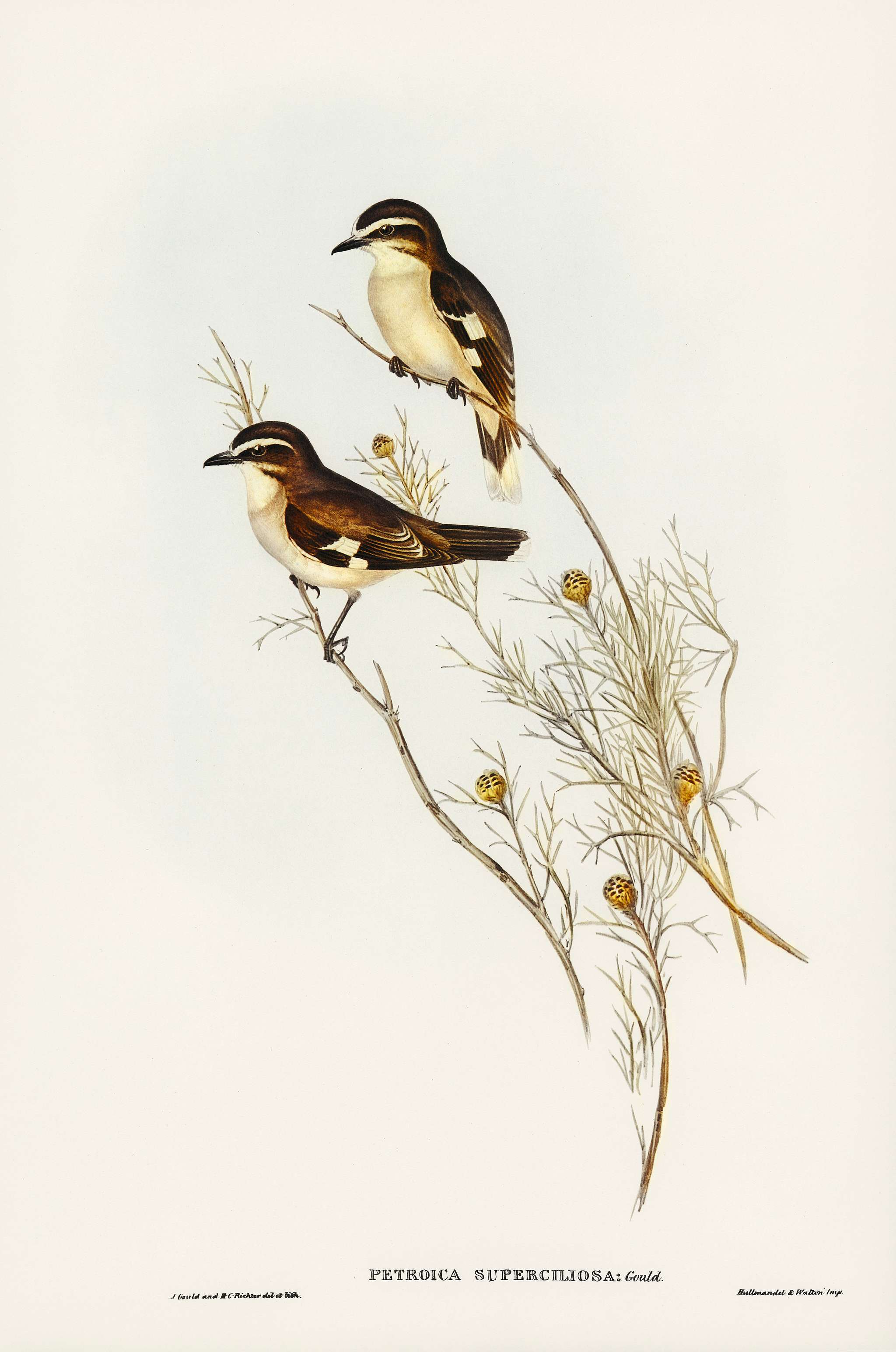 White-eyebrowed Robin (Petroica superciliosa) illustrated by Elizabeth Gould (1804–1841) for John Gould’s (1804-... White-eyebrowed Robin (Petroica superciliosa) illustrated by Elizabeth Gould (1804–1841) for John Gould’s (1804-...