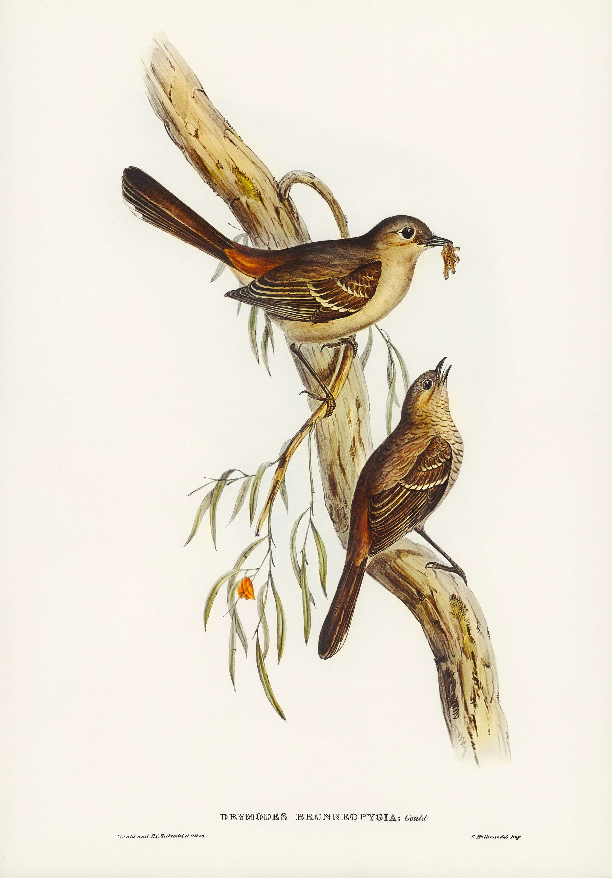 Scrub Robin (Drymodes brunneopygia) illustrated by Elizabeth Gould (1804–1841) for John Gould’s (1804-1881)... Scrub Robin (Drymodes brunneopygia) illustrated by Elizabeth Gould (1804–1841) for John Gould’s (1804-1881)...