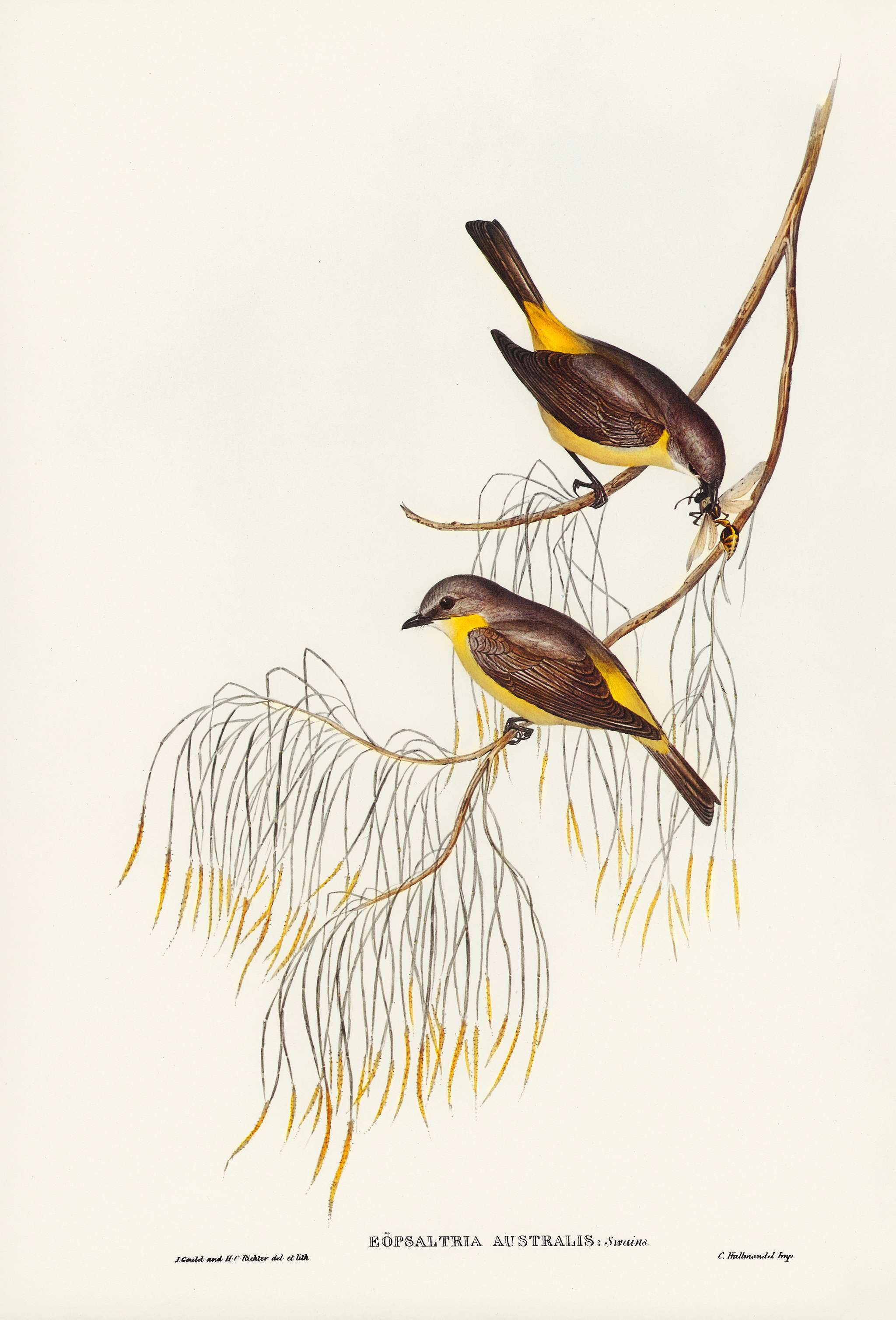 Yellow-breasted Robin (Eopsaltria Australis) illustrated by Elizabeth Gould (1804–1841) for John Gould’s (1804-... Yellow-breasted Robin (Eopsaltria Australis) illustrated by Elizabeth Gould (1804–1841) for John Gould’s (1804-...