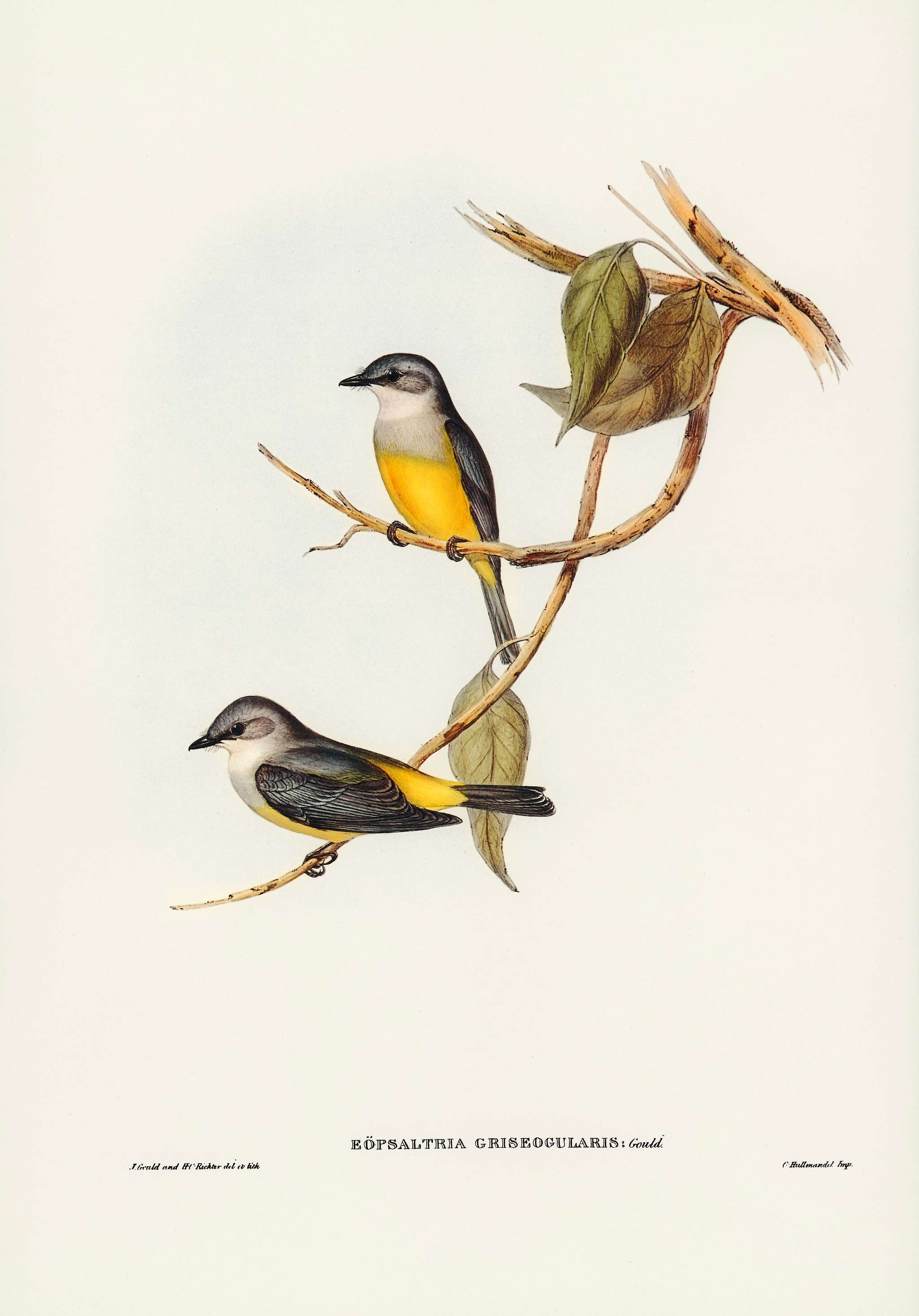 Grey-breasted Robin (Eopsaltria griseogularis) illustrated by Elizabeth Gould (1804–1841) for John Gould’s (1804... Grey-breasted Robin (Eopsaltria griseogularis) illustrated by Elizabeth Gould (1804–1841) for John Gould’s (1804...