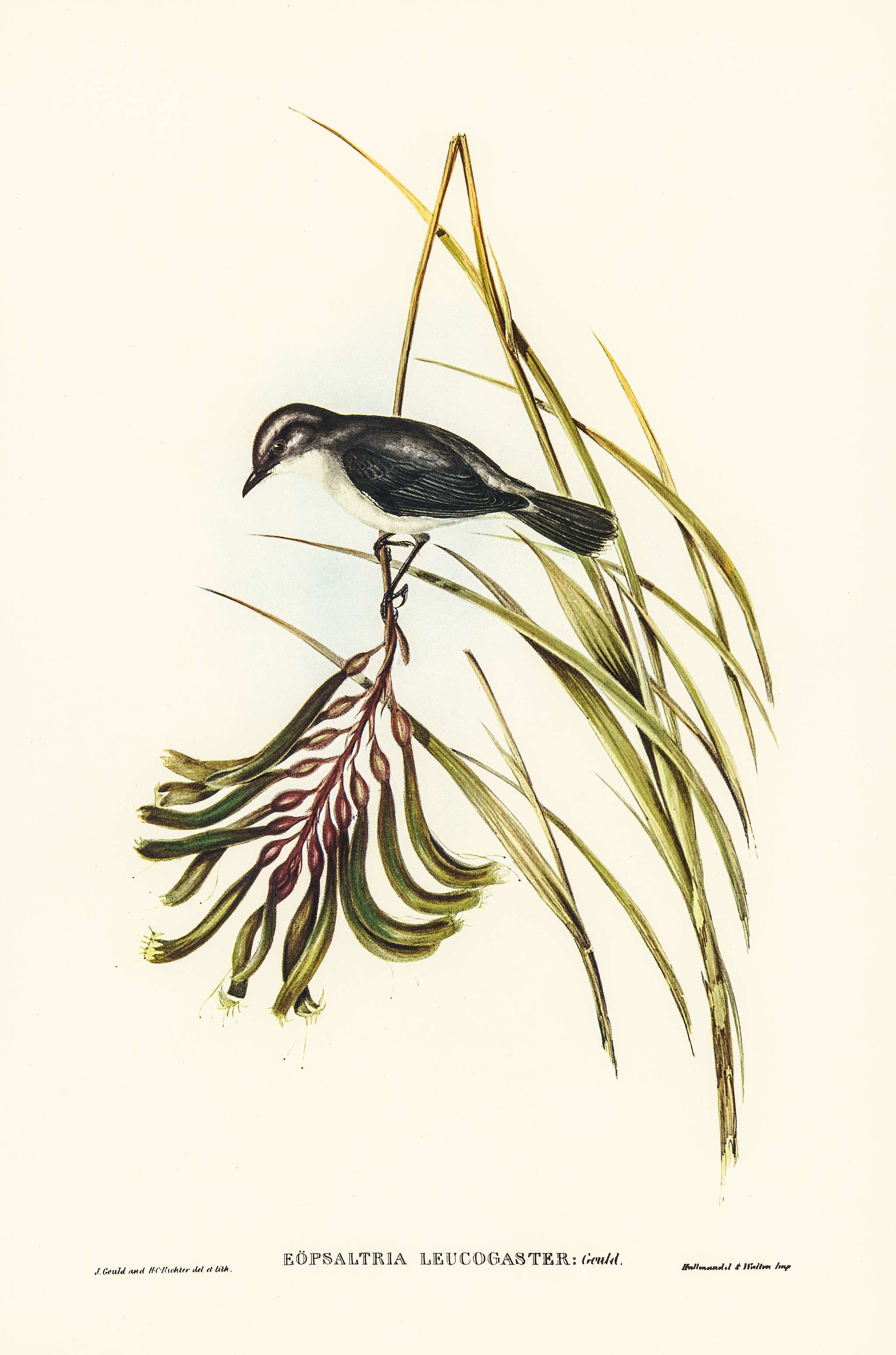White-bellied Robin illustrated by Elizabeth Gould (1804–1841) for John Gould’s (1804-1881) Birds of Australia (... White-bellied Robin illustrated by Elizabeth Gould (1804–1841) for John Gould’s (1804-1881) Birds of Australia (...