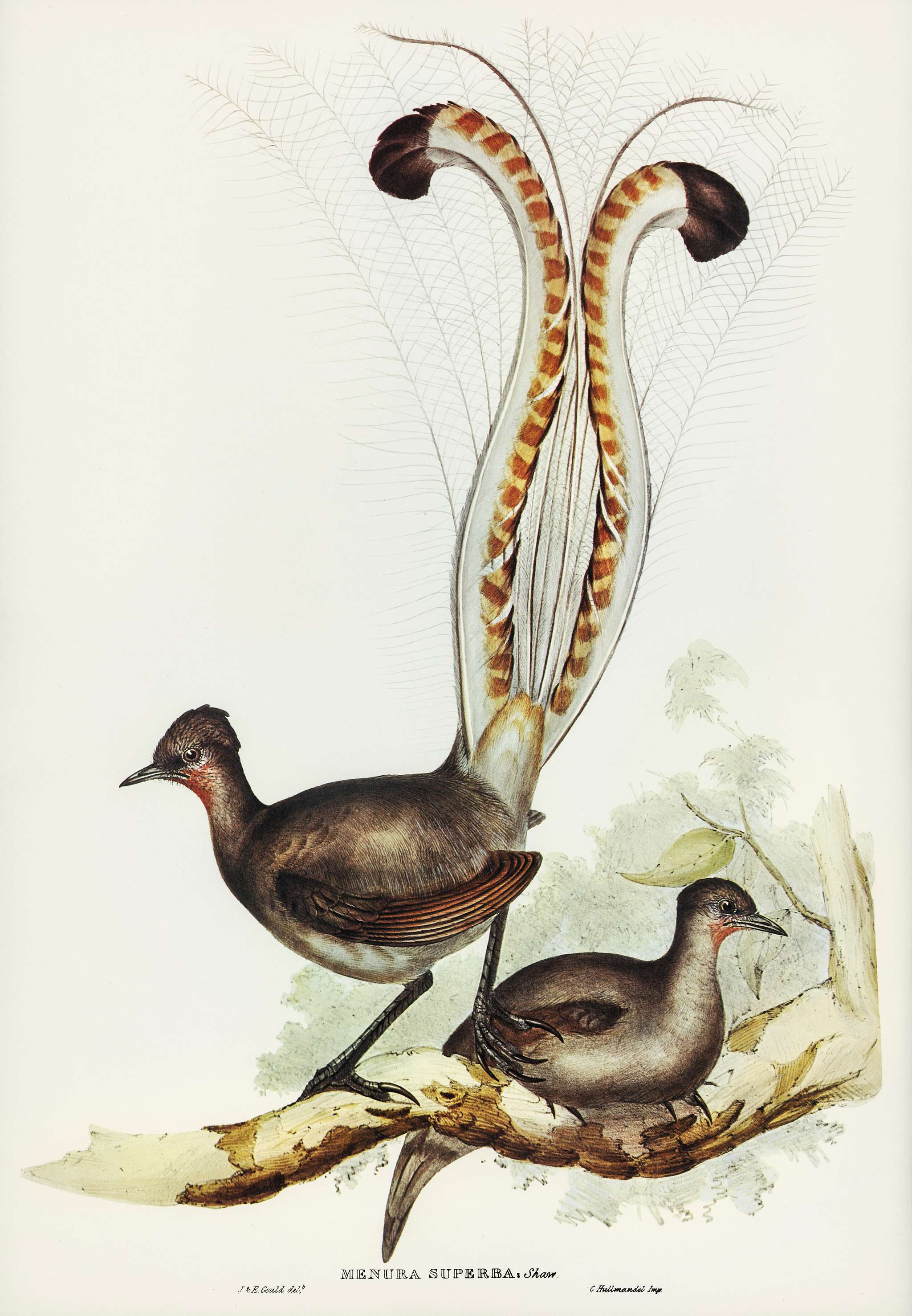 Lyre Bird (Menura superba) illustrated by Elizabeth Gould (1804–1841) for John Gould’s (1804-1881) Birds of... Lyre Bird (Menura superba) illustrated by Elizabeth Gould (1804–1841) for John Gould’s (1804-1881) Birds of...