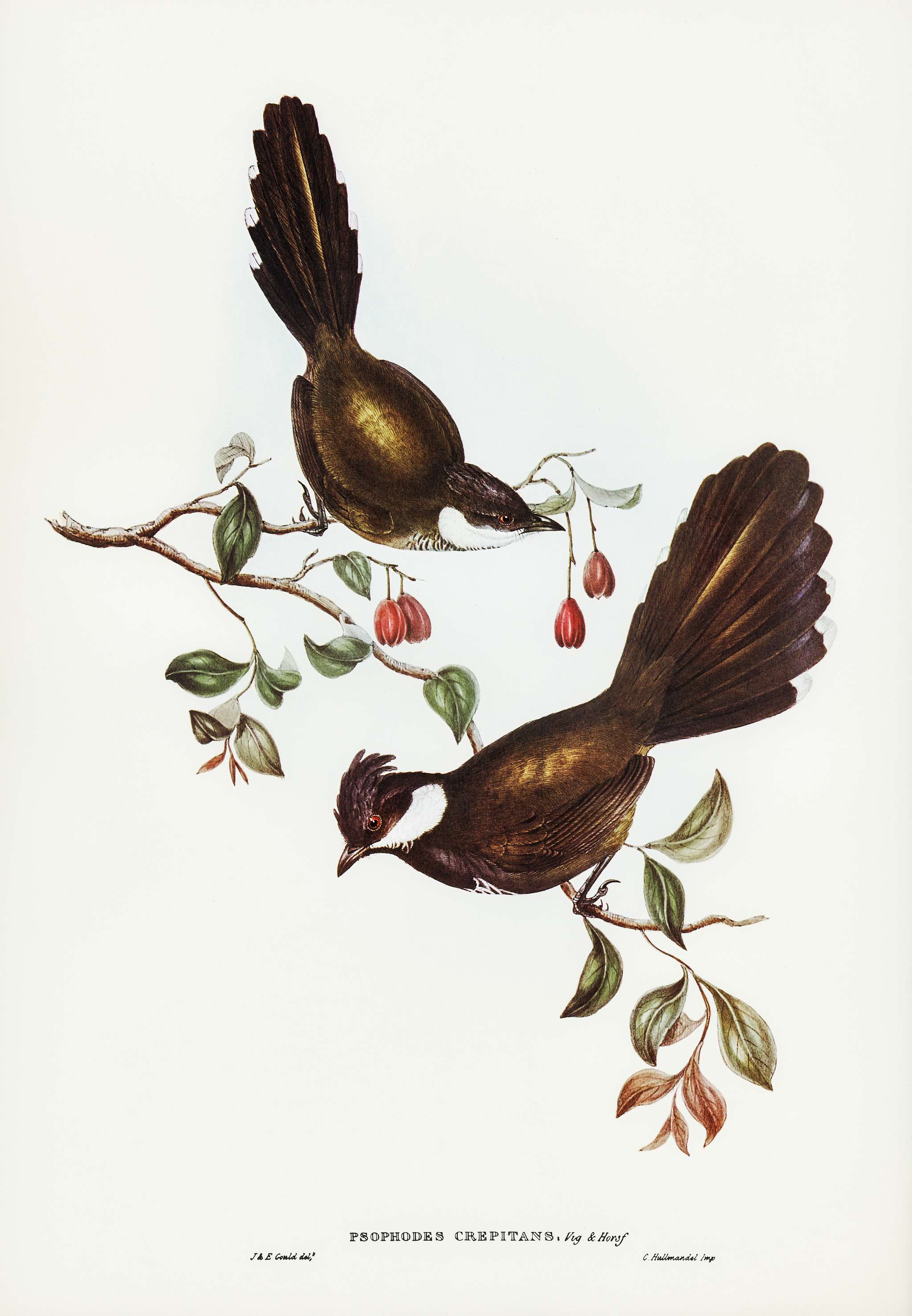 Coach-whip Bird (Psophodes crepitans) illustrated by Elizabeth Gould (1804–1841) for John Gould’s (1804-1881)... Coach-whip Bird (Psophodes crepitans) illustrated by Elizabeth Gould (1804–1841) for John Gould’s (1804-1881)...