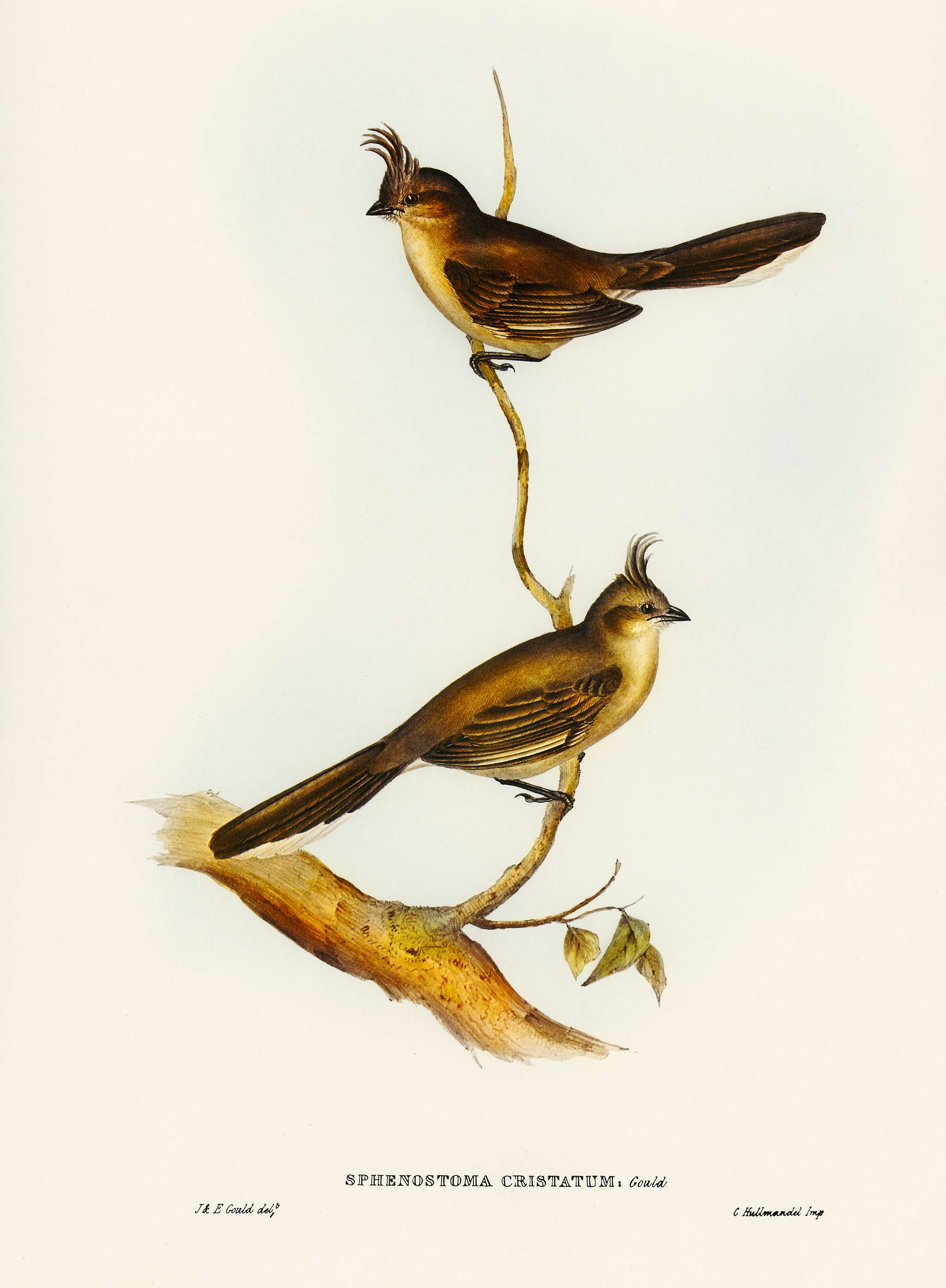 Crested Wedge-bill (Sphenostoma cristata) illustrated by Elizabeth Gould (1804–1841) for John Gould’s (1804-1881... Crested Wedge-bill (Sphenostoma cristata) illustrated by Elizabeth Gould (1804–1841) for John Gould’s (1804-1881...
