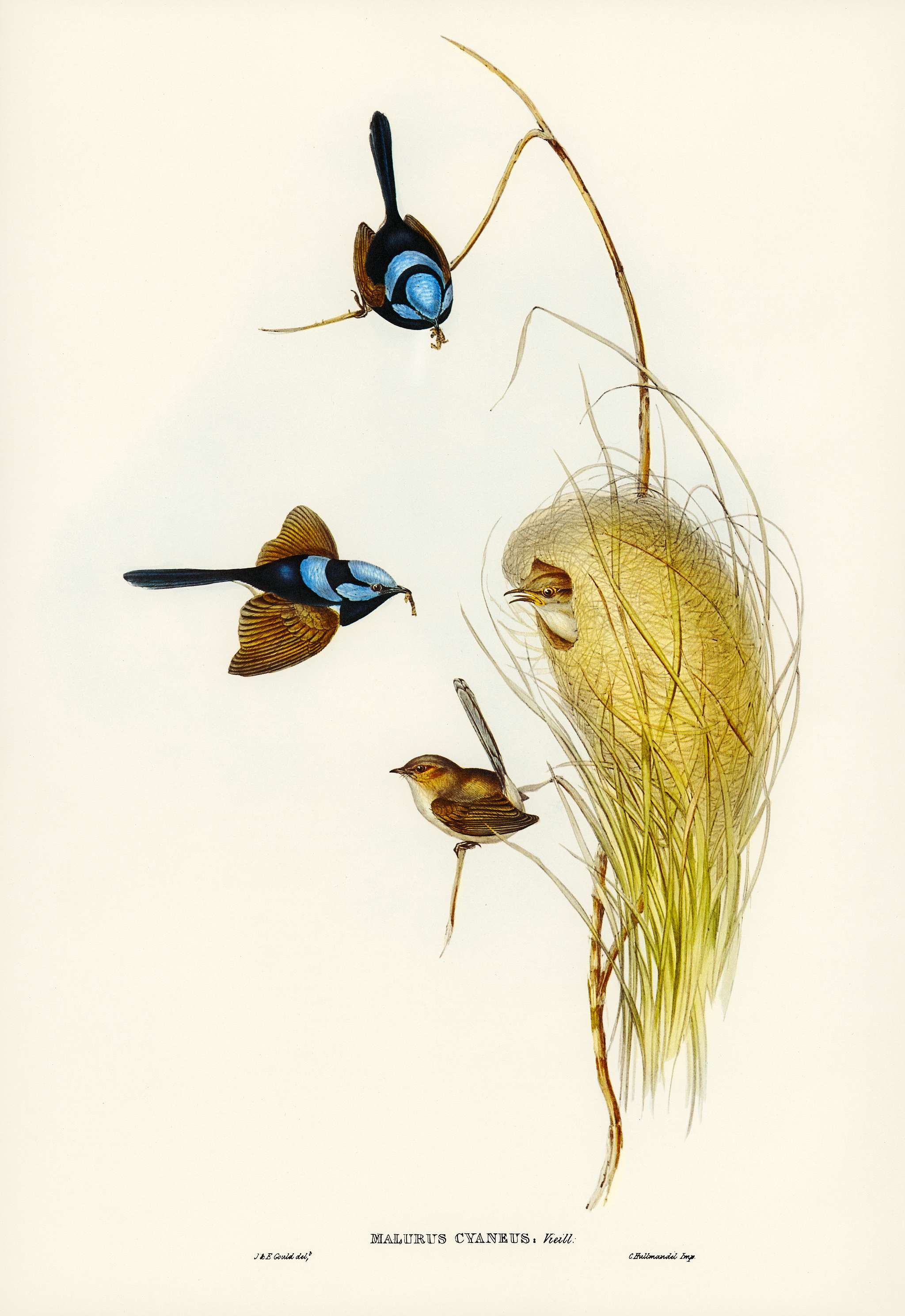 Blue Wren (Malurus cyaneus) illustrated by Elizabeth Gould (1804–1841) for John Gould’s (1804-1881) Birds of... Blue Wren (Malurus cyaneus) illustrated by Elizabeth Gould (1804–1841) for John Gould’s (1804-1881) Birds of...