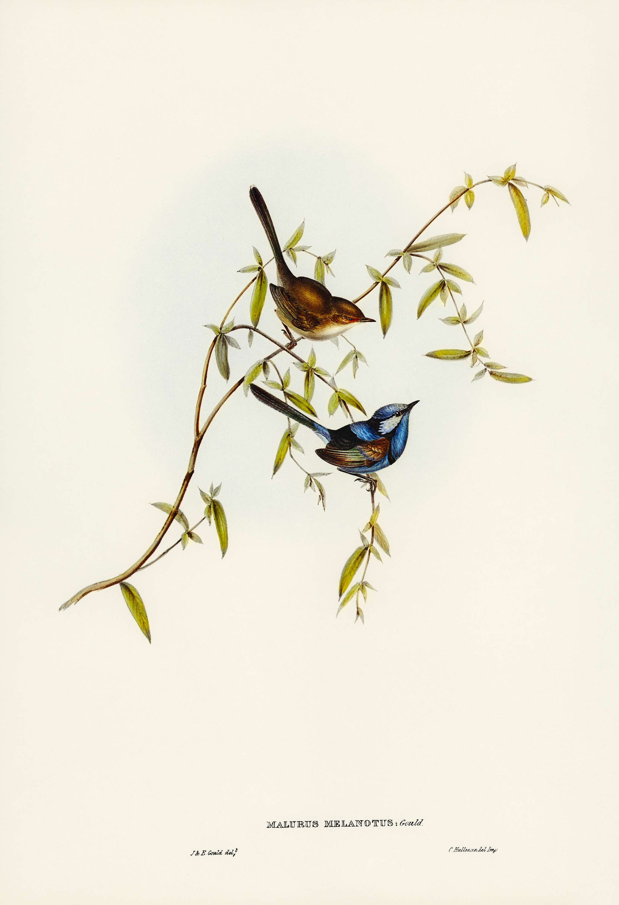 Black-backed Wren (Malurus melanotus) illustrated by Elizabeth Gould (1804–1841) for John Gould’s (1804-1881)... Black-backed Wren (Malurus melanotus) illustrated by Elizabeth Gould (1804–1841) for John Gould’s (1804-1881)...