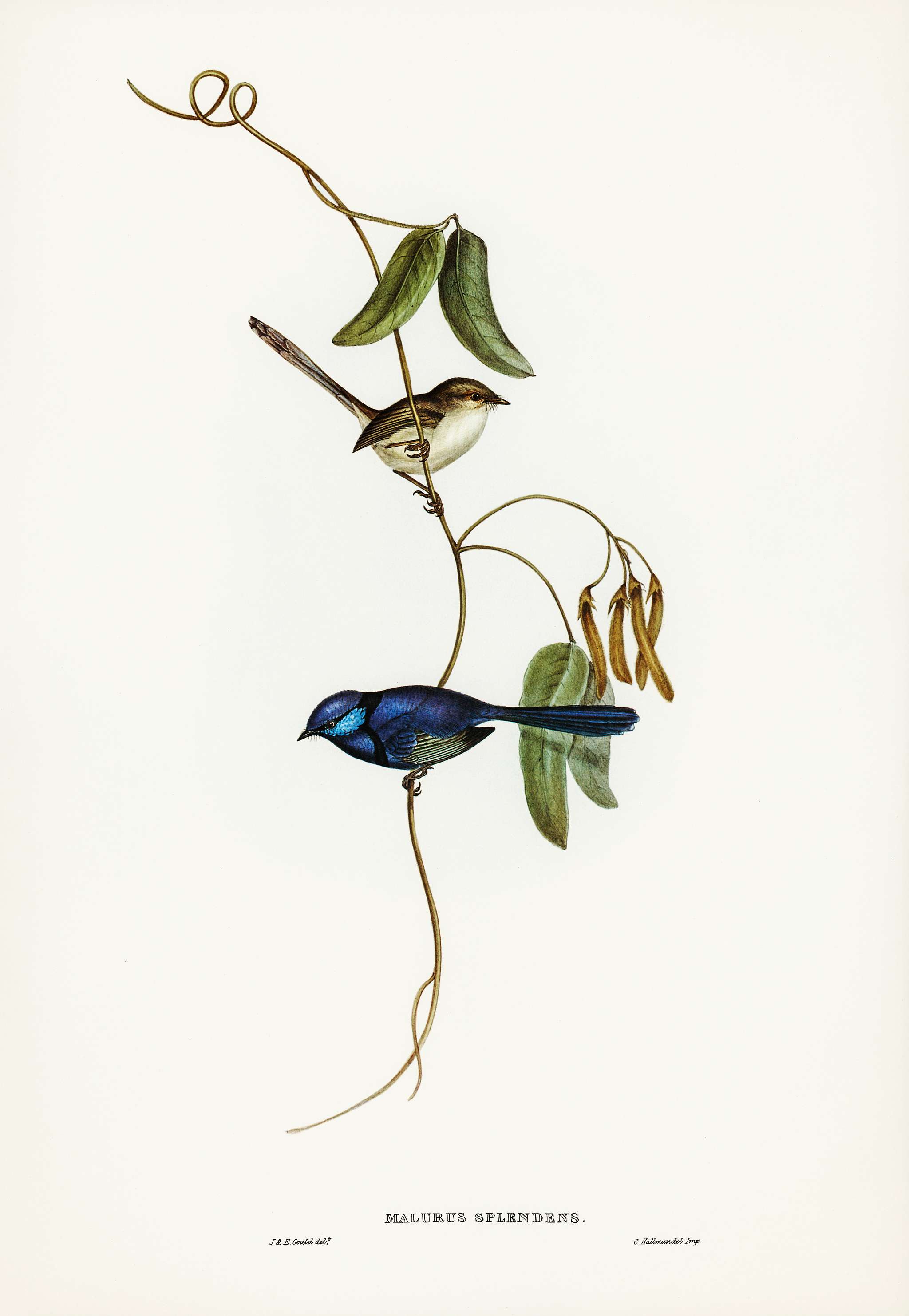 Banded Wren (Alurus splendens) illustrated by Elizabeth Gould (1804–1841) for John Gould’s (1804-1881) Birds of... Banded Wren (Alurus splendens) illustrated by Elizabeth Gould (1804–1841) for John Gould’s (1804-1881) Birds of...