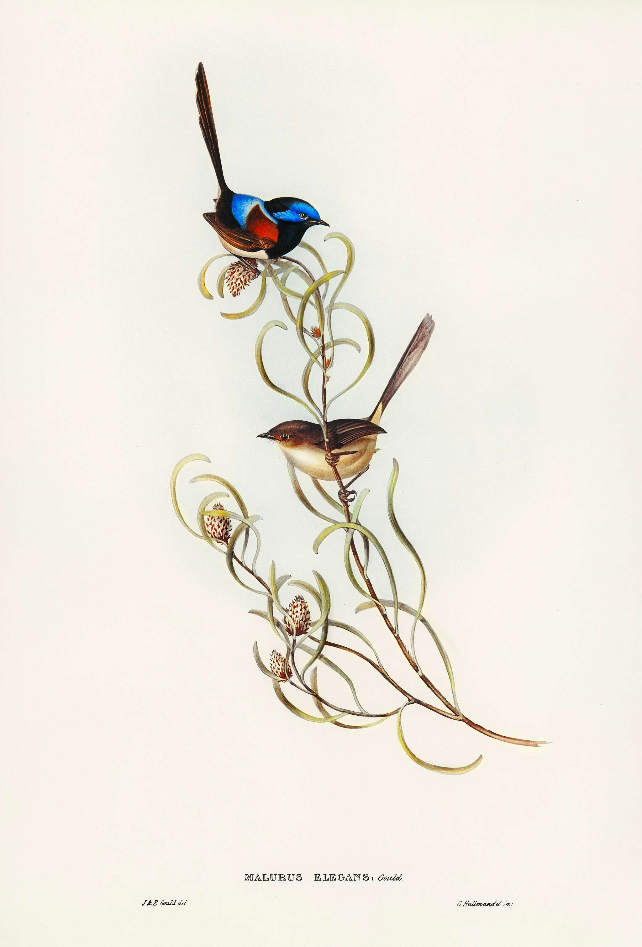 Graceful Wren (Malurus elegans) illustrated by Elizabeth Gould (1804–1841) for John Gould’s (1804-1881) Birds of... Graceful Wren (Malurus elegans) illustrated by Elizabeth Gould (1804–1841) for John Gould’s (1804-1881) Birds of...