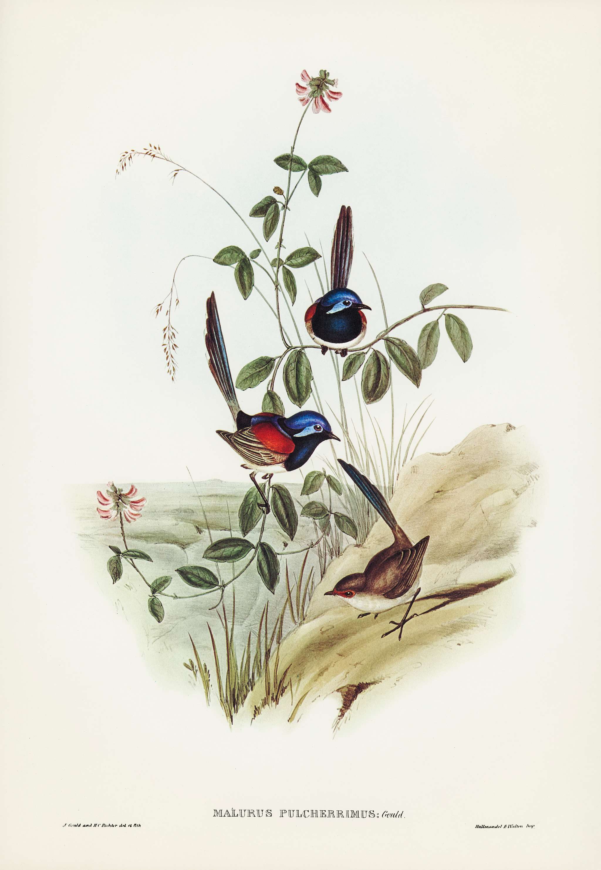 Beautiful Wren (Malurus pulcherrimus) illustrated by Elizabeth Gould (1804–1841) for John Gould’s (1804-1881)... Beautiful Wren (Malurus pulcherrimus) illustrated by Elizabeth Gould (1804–1841) for John Gould’s (1804-1881)...