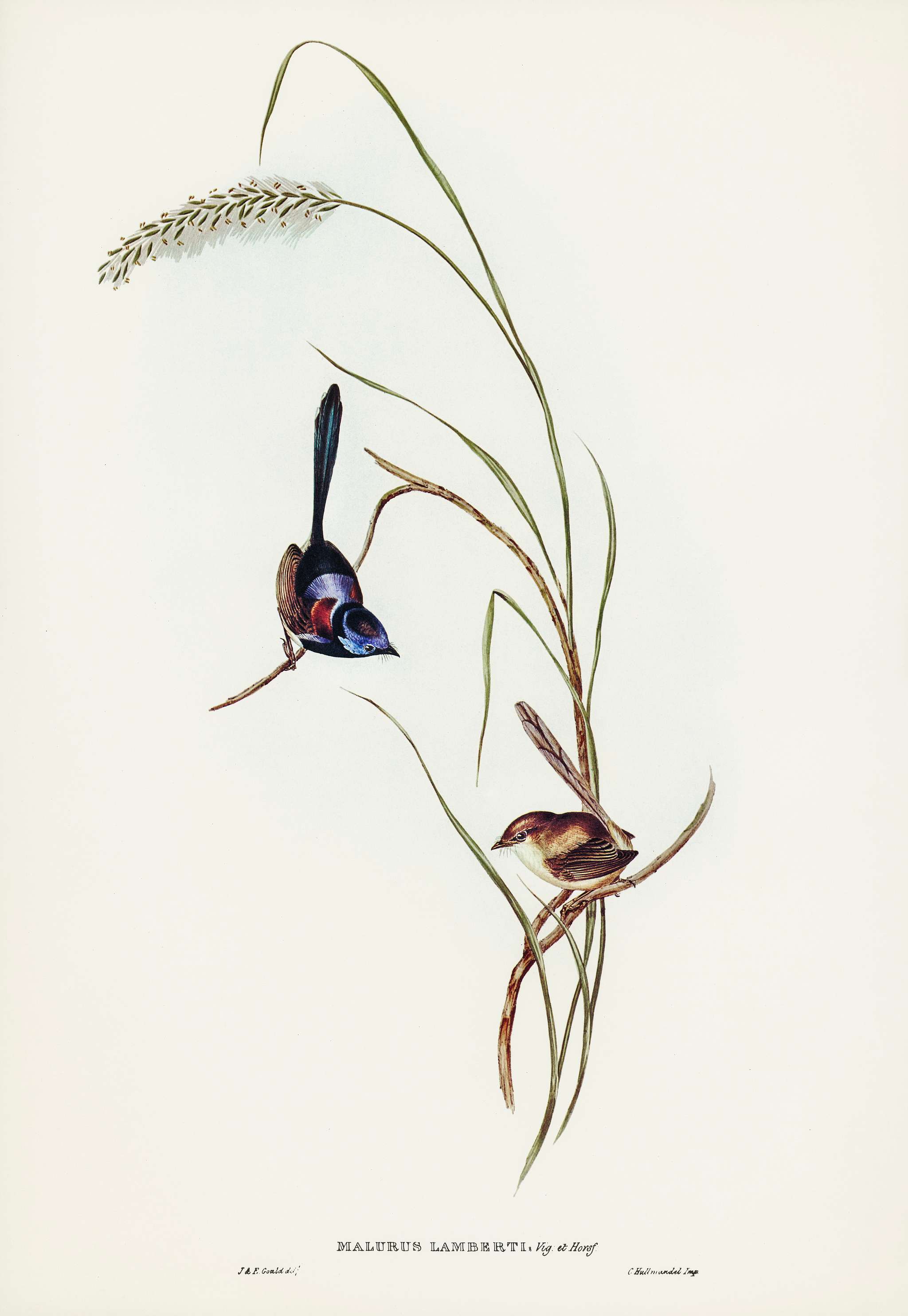 Lambert’s Wren (Malurus Lamberti and Vig&Horsf) illustrated by Elizabeth Gould (1804–1841) for John Gould... Lambert’s Wren (Malurus Lamberti and Vig&Horsf) illustrated by Elizabeth Gould (1804–1841) for John Gould...