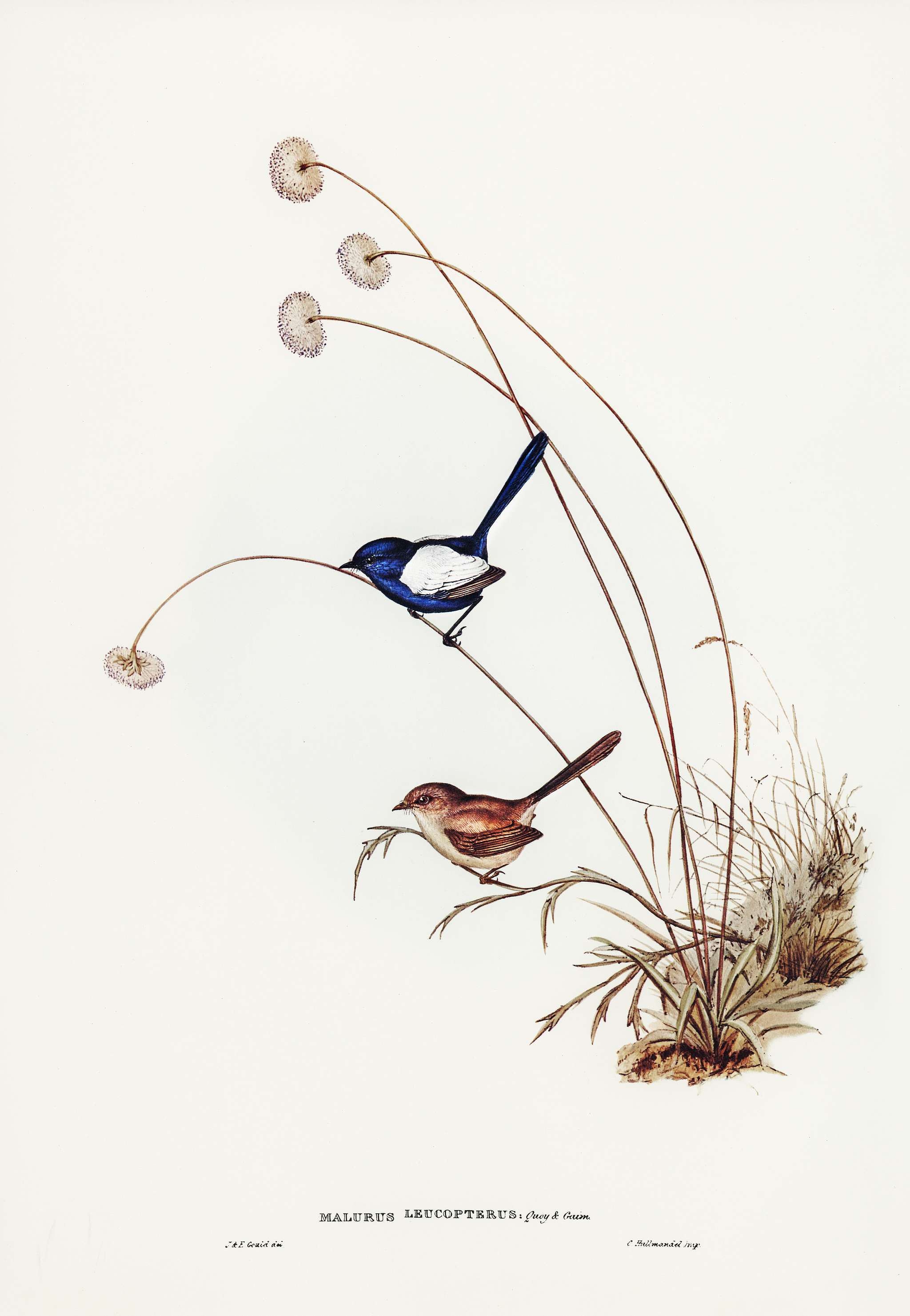 White-winged Wren (Malurus leucopterus) illustrated by Elizabeth Gould (1804–1841) for John Gould’s (1804-1881)... White-winged Wren (Malurus leucopterus) illustrated by Elizabeth Gould (1804–1841) for John Gould’s (1804-1881)...