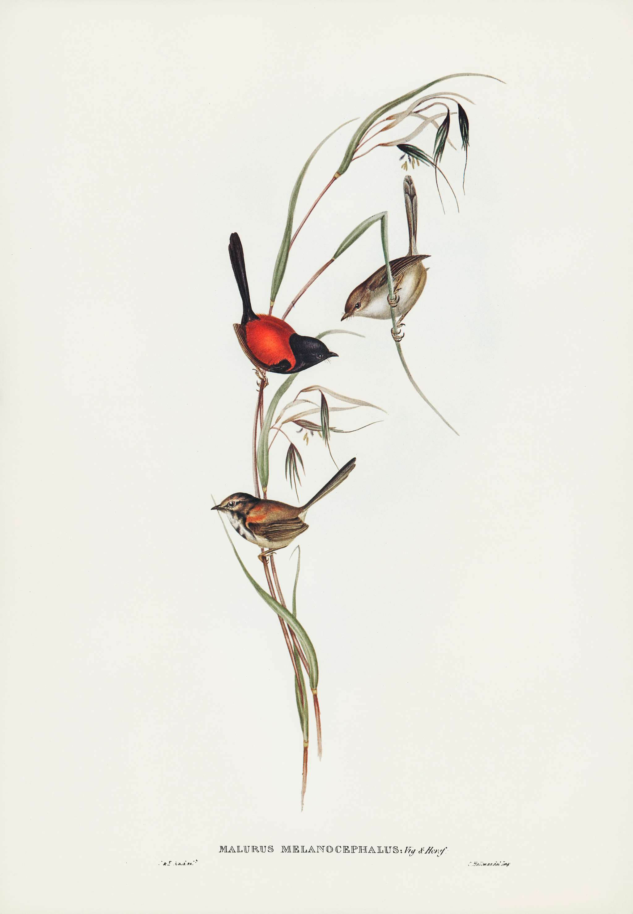 Black-headed Wren (Malurus melanocephalus) illustrated by Elizabeth Gould (1804–1841) for John Gould’s (1804-... Black-headed Wren (Malurus melanocephalus) illustrated by Elizabeth Gould (1804–1841) for John Gould’s (1804-...
