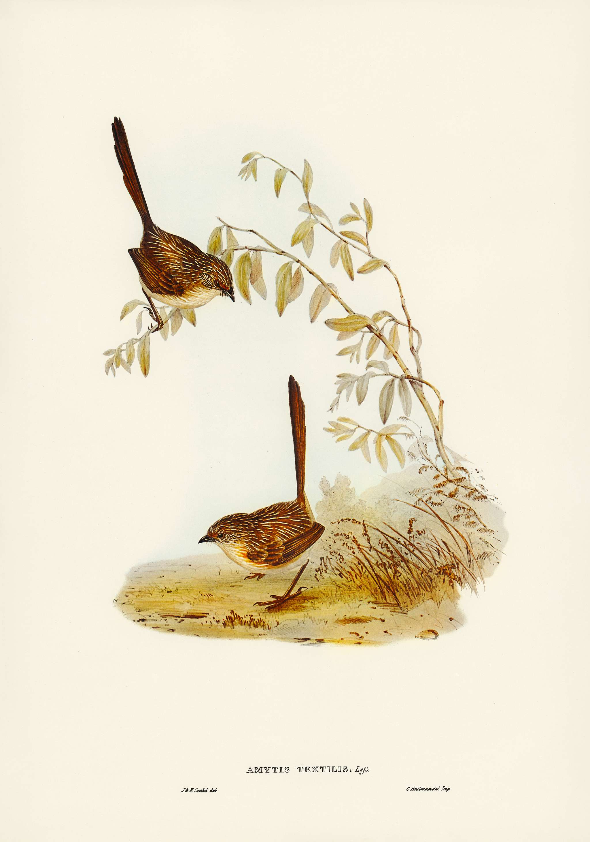 Textile Wren (mytis textilis) illustrated by Elizabeth Gould (1804–1841) for John Gould’s (1804-1881) Birds of... Textile Wren (mytis textilis) illustrated by Elizabeth Gould (1804–1841) for John Gould’s (1804-1881) Birds of...