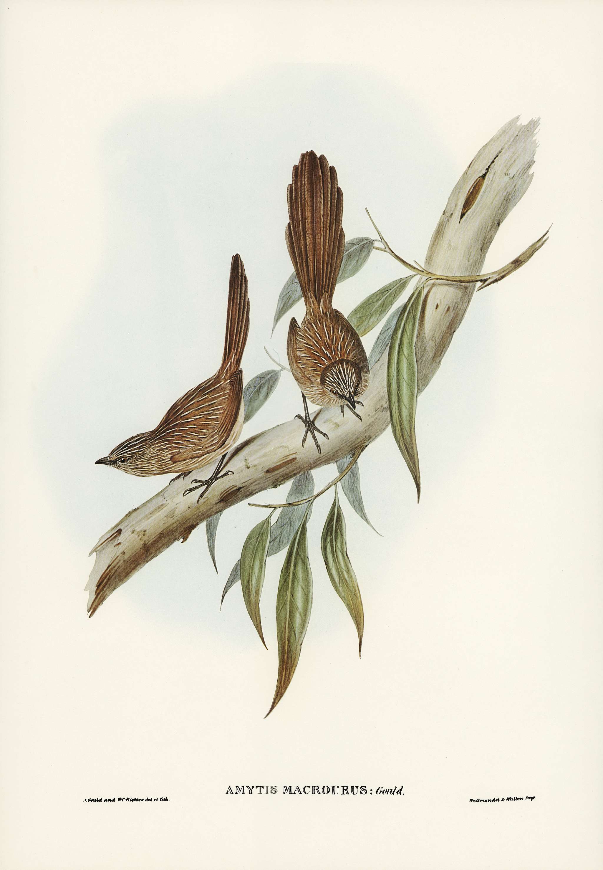 Large-tailed Wren (Amytis macrourus) illustrated by Elizabeth Gould (1804–1841) for John Gould’s (1804-1881)... Large-tailed Wren (Amytis macrourus) illustrated by Elizabeth Gould (1804–1841) for John Gould’s (1804-1881)...