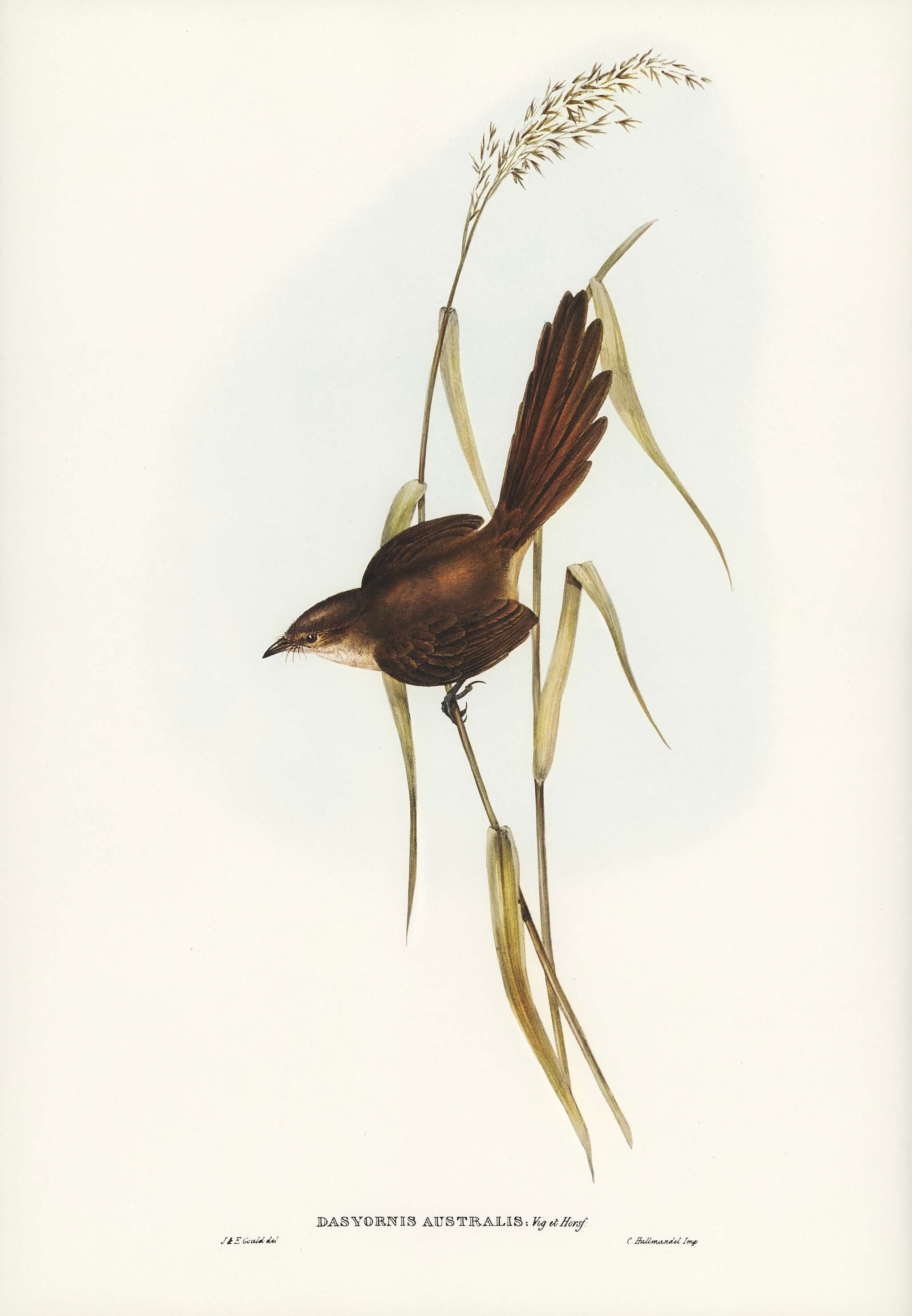 Bristle Bird (Dasyornis Australis) illustrated by Elizabeth Gould (1804–1841) for John Gould’s (1804-1881) Birds... Bristle Bird (Dasyornis Australis) illustrated by Elizabeth Gould (1804–1841) for John Gould’s (1804-1881) Birds...
