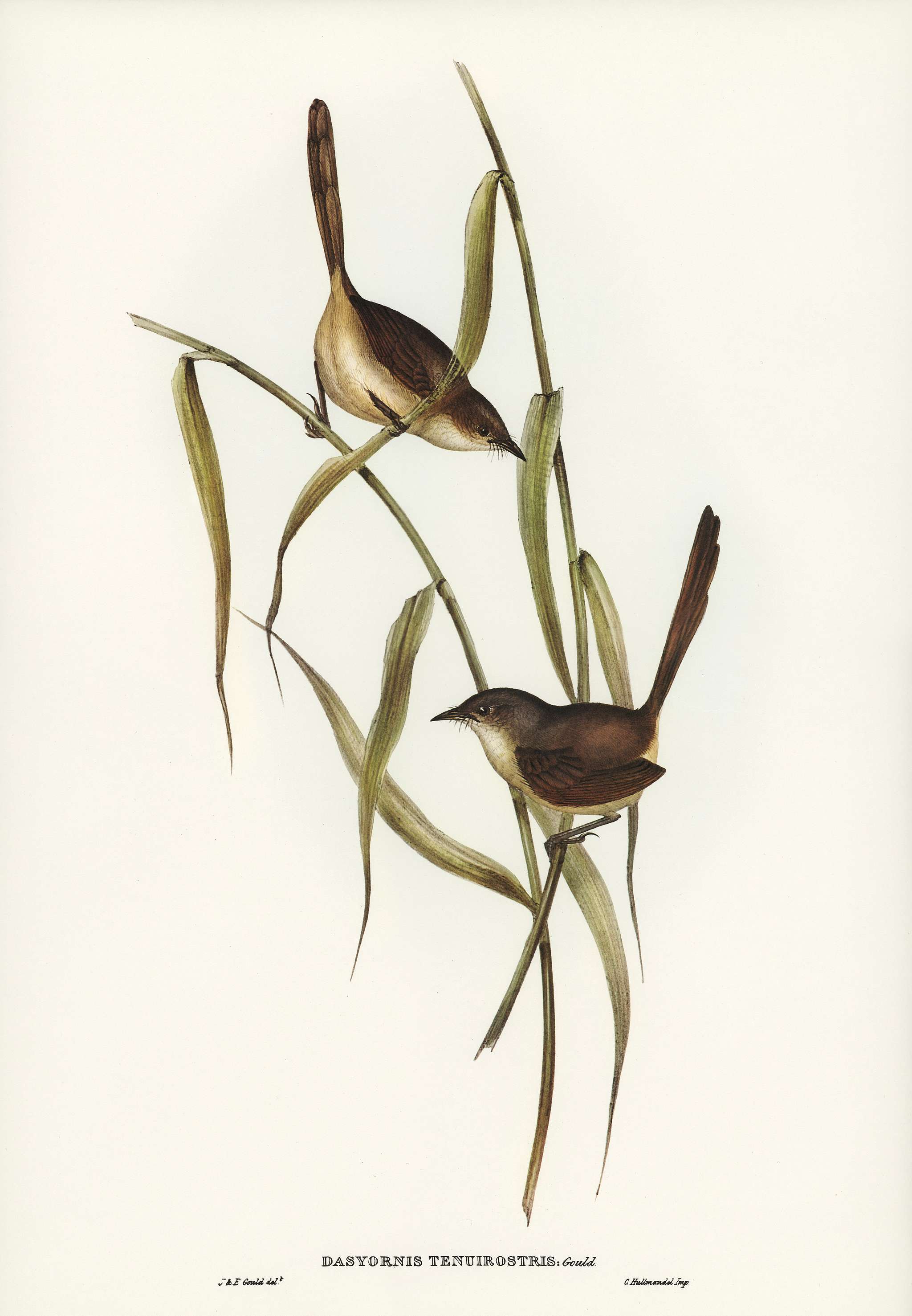 Long-billed Bristle Bird (Dasyornis longirostris) illustrated by Elizabeth Gould (1804–1841) for John Gould’s (... Long-billed Bristle Bird (Dasyornis longirostris) illustrated by Elizabeth Gould (1804–1841) for John Gould’s (...