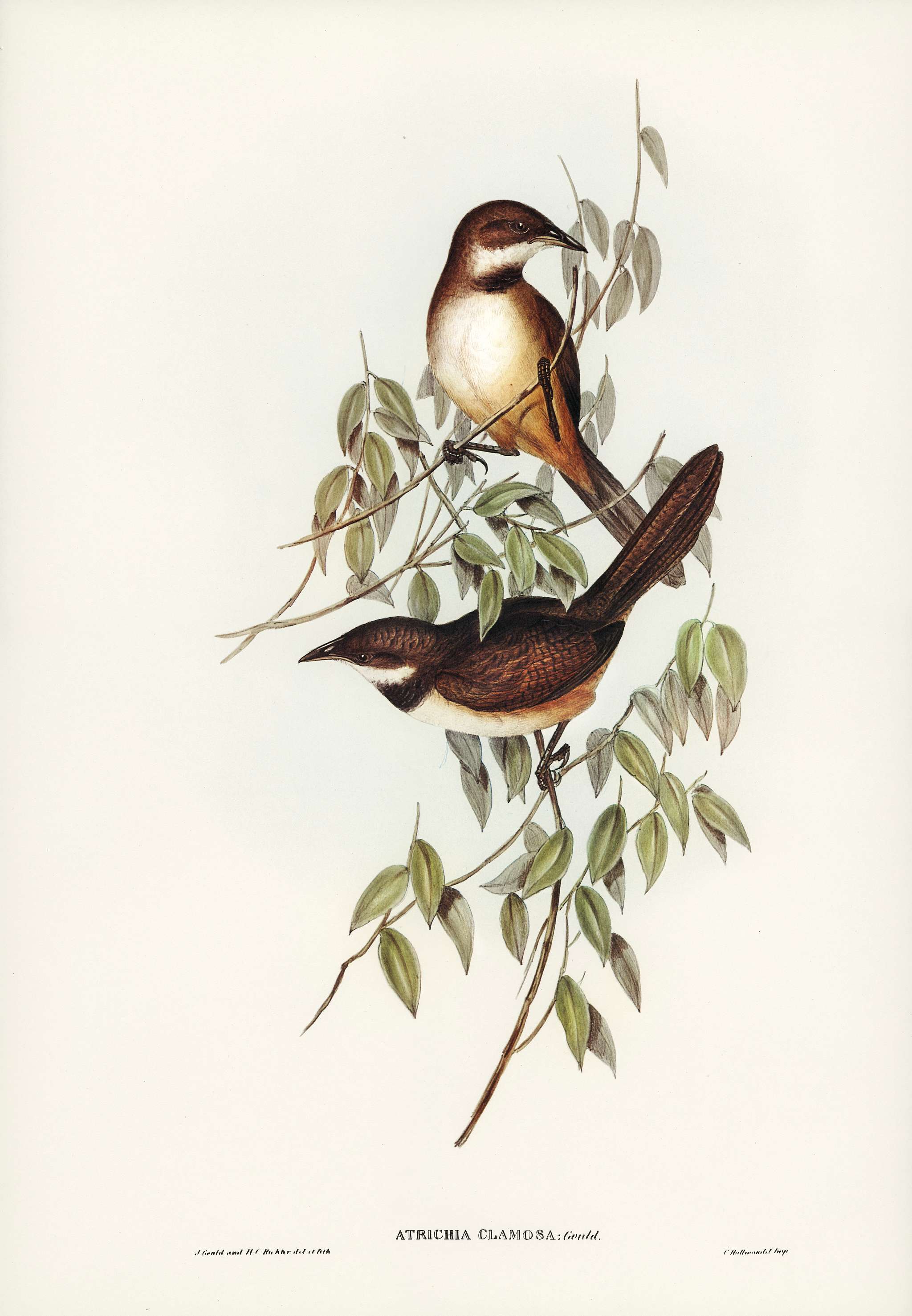 Noisy Brush-bird (Atrichia clamosa) illustrated by Elizabeth Gould (1804–1841) for John Gould’s (1804-1881)... Noisy Brush-bird (Atrichia clamosa) illustrated by Elizabeth Gould (1804–1841) for John Gould’s (1804-1881)...