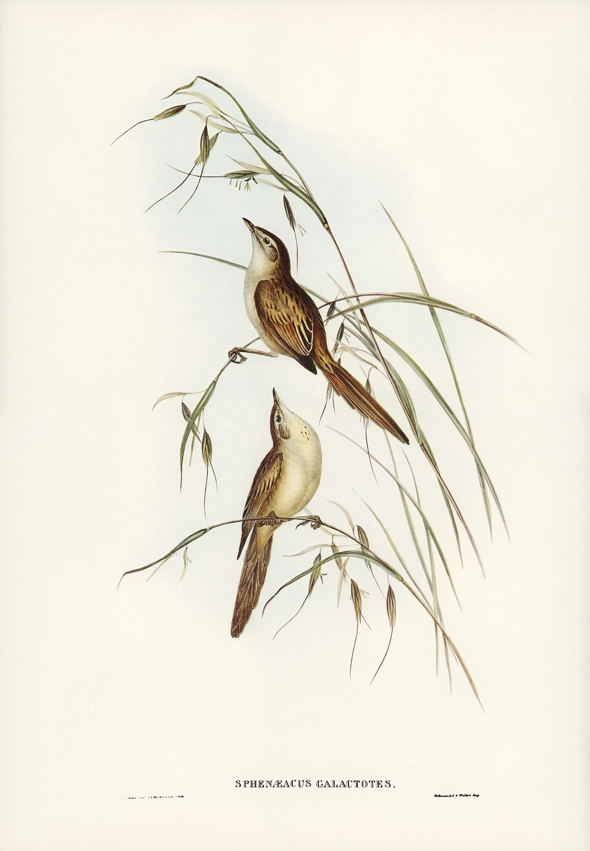 Tawny Sphenoeacus (Phenoeacus galactotes) illustrated by Elizabeth Gould (1804–1841) for John Gould’s (1804-1881... Tawny Sphenoeacus (Phenoeacus galactotes) illustrated by Elizabeth Gould (1804–1841) for John Gould’s (1804-1881...