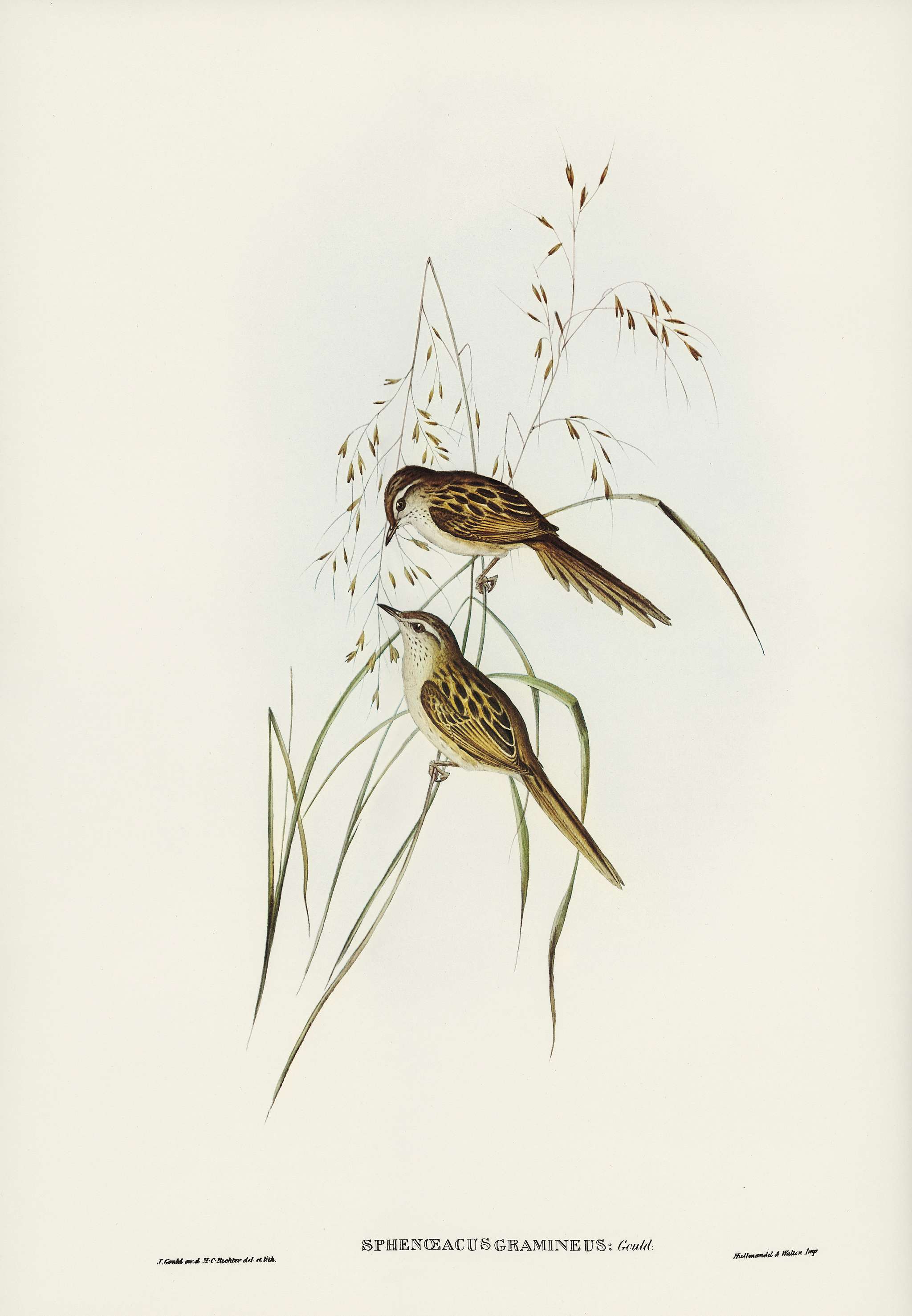 Grass-loving Sphenoeacus (Sphenoeacus gramineus) illustrated by Elizabeth Gould (1804–1841) for John Gould’s (... Grass-loving Sphenoeacus (Sphenoeacus gramineus) illustrated by Elizabeth Gould (1804–1841) for John Gould’s (...