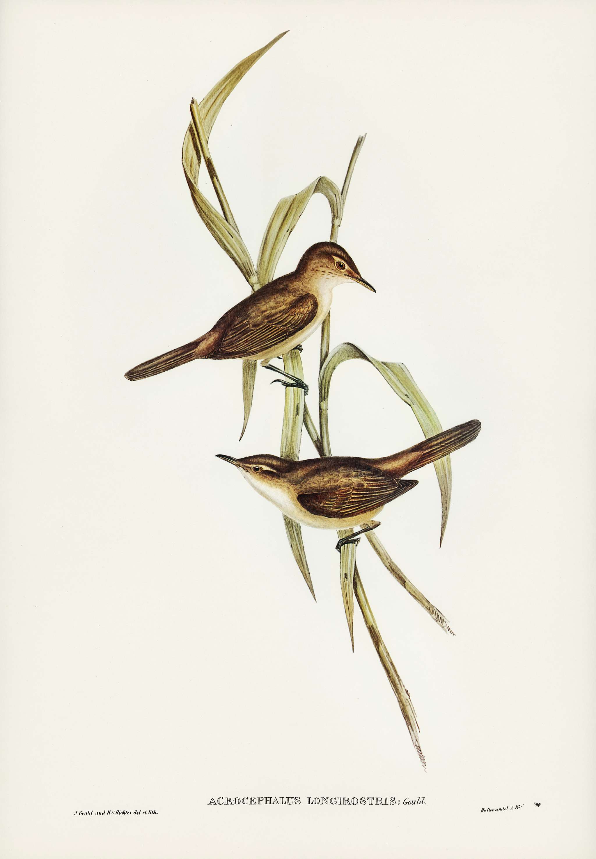 Long-billed Reed Warbler (Acrocephalus longirostris) illustrated by Elizabeth Gould (1804–1841) for John Gould’s... Long-billed Reed Warbler (Acrocephalus longirostris) illustrated by Elizabeth Gould (1804–1841) for John Gould’s...