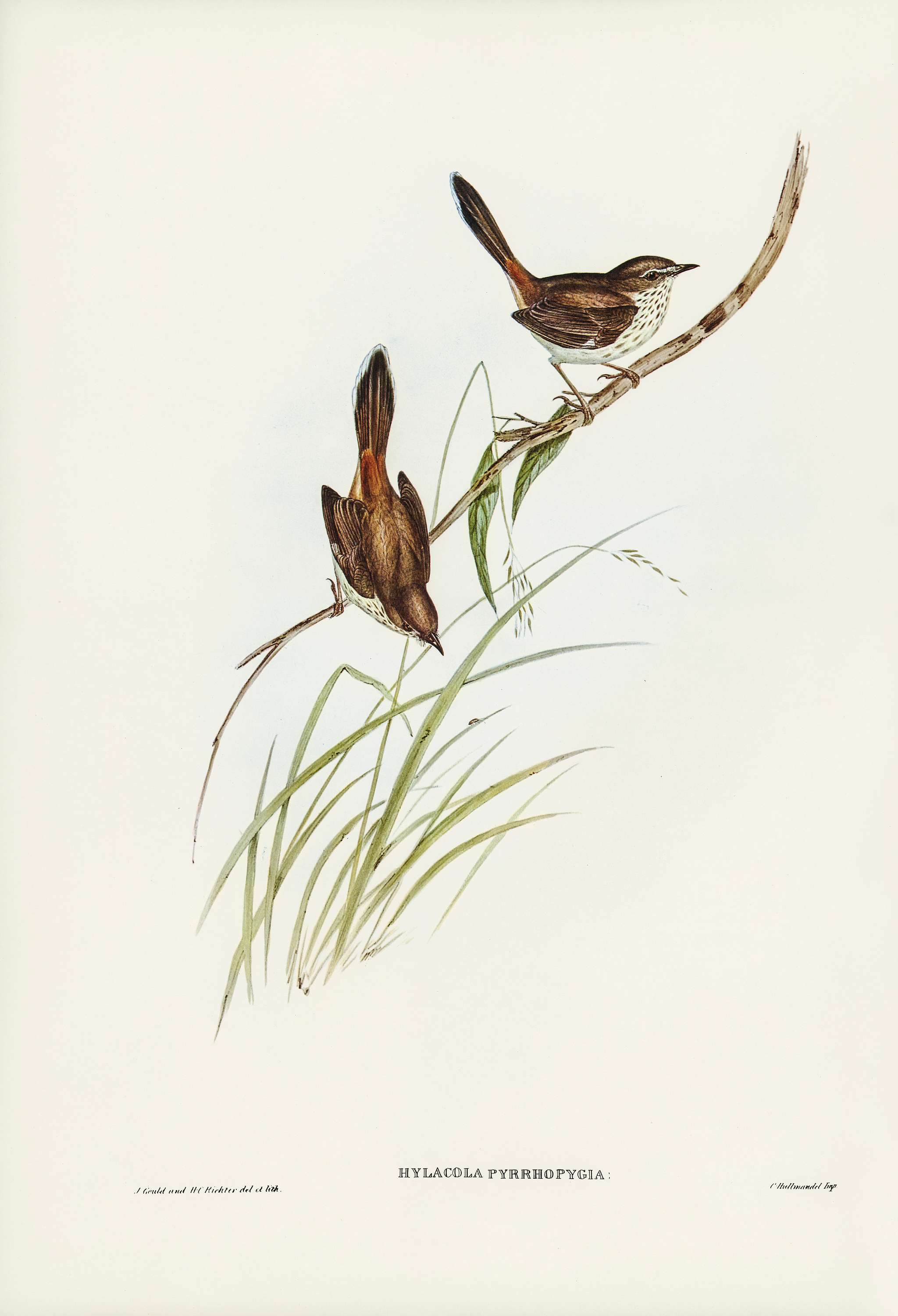 Red-rumped Wren (ylacola pyrrhopygia) illustrated by Elizabeth Gould (1804–1841) for John Gould’s (1804-1881)... Red-rumped Wren (ylacola pyrrhopygia) illustrated by Elizabeth Gould (1804–1841) for John Gould’s (1804-1881)...